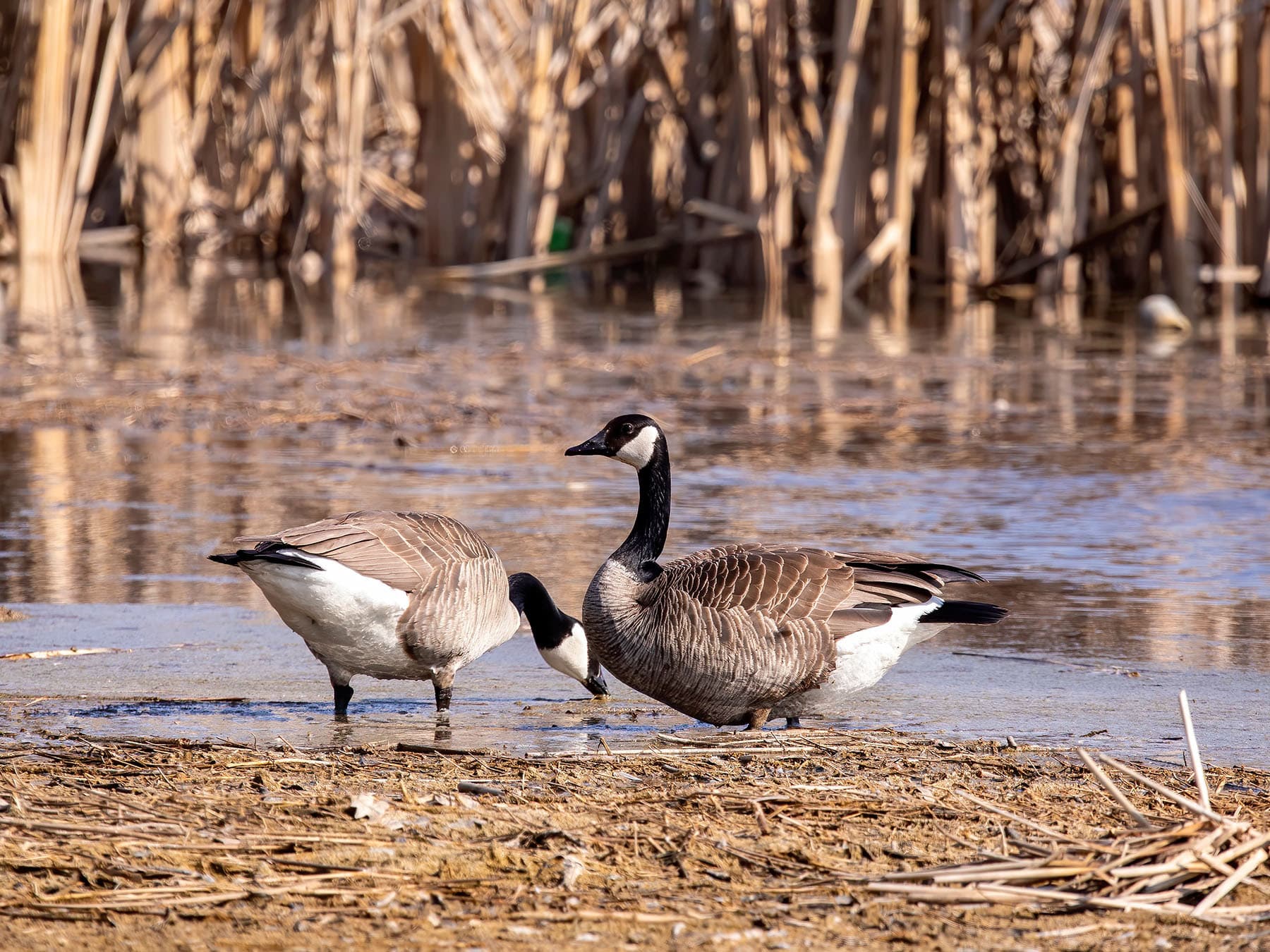 Canada goose pair nesting