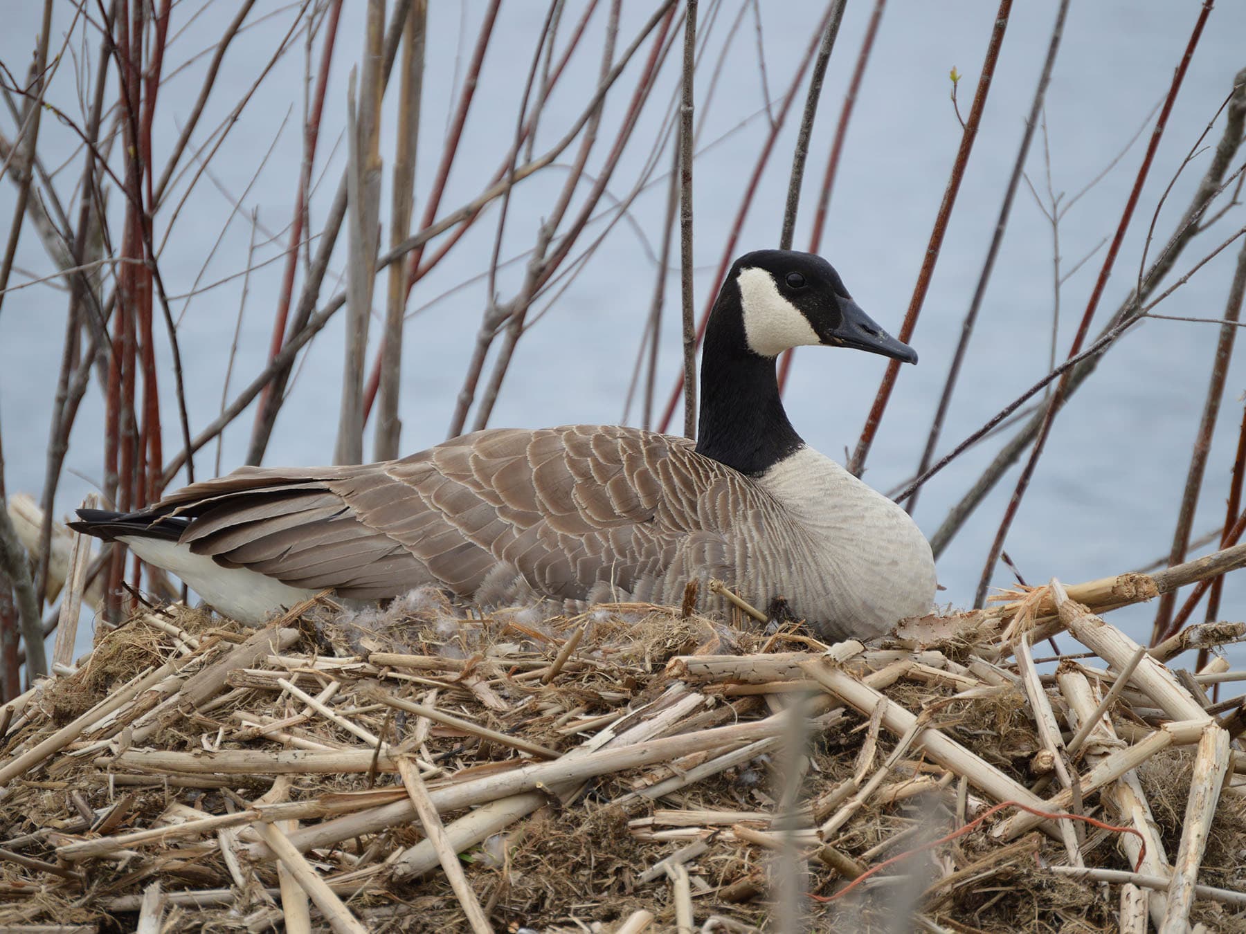 Canada goose sat on nest