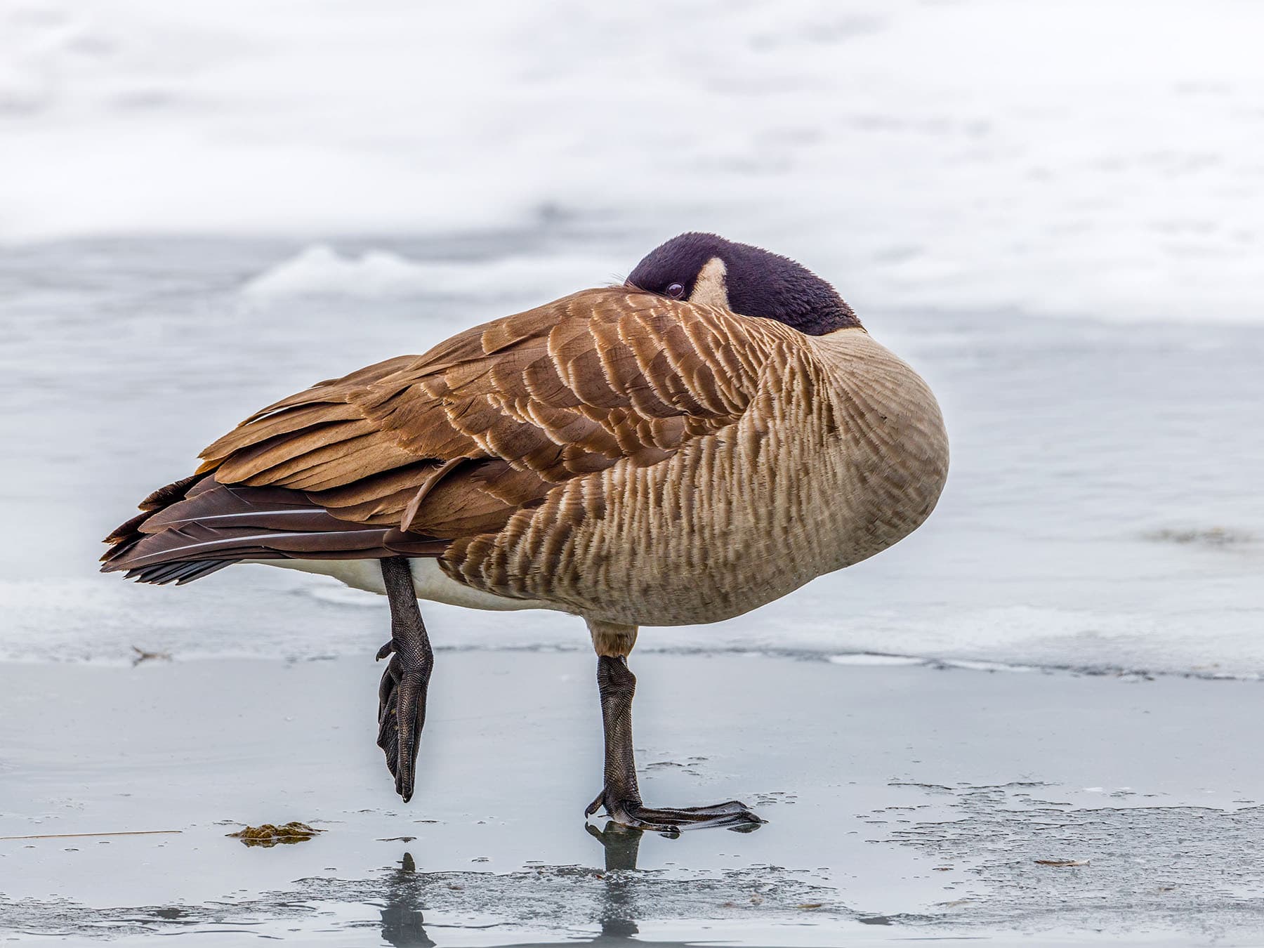 Canada goose sleeping on beach