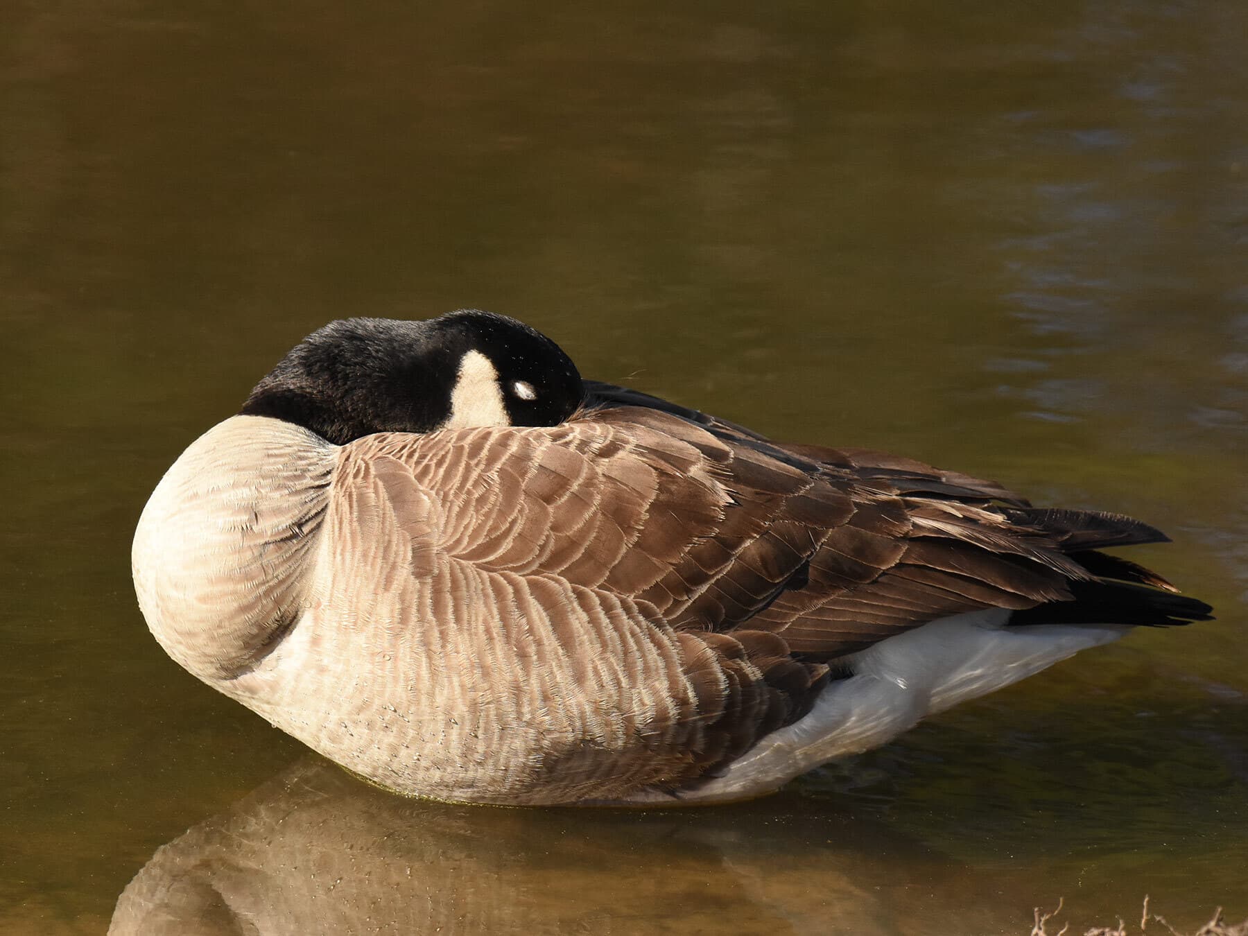 Canada goose sleeping