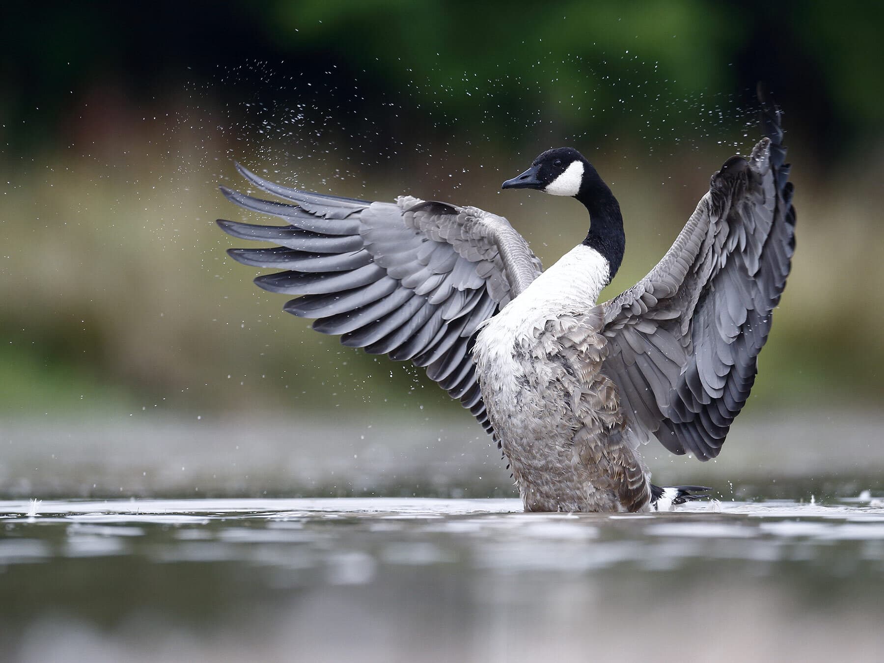 Canada goose spread wings