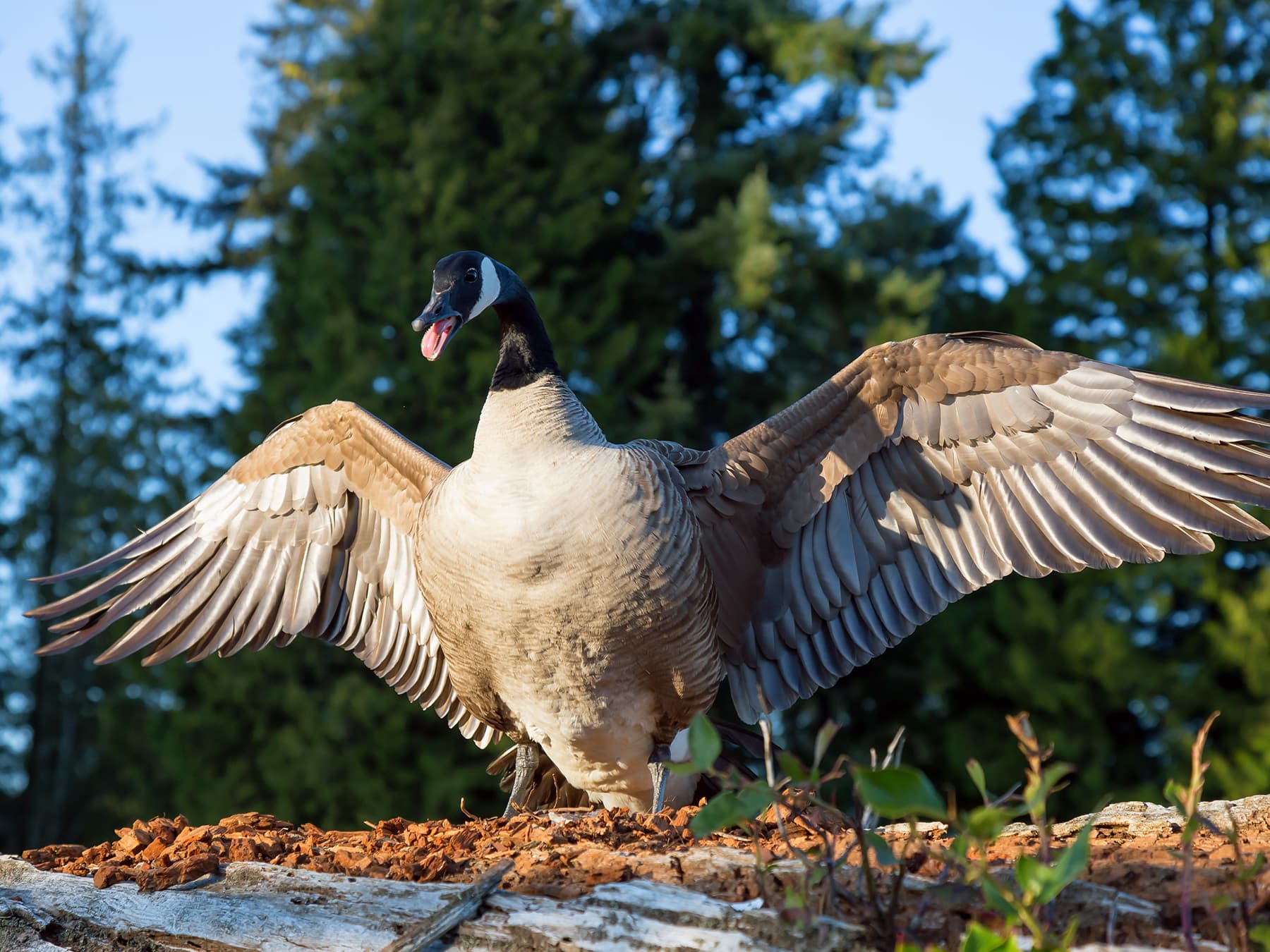 Canada goose spreading his wings to show dominance