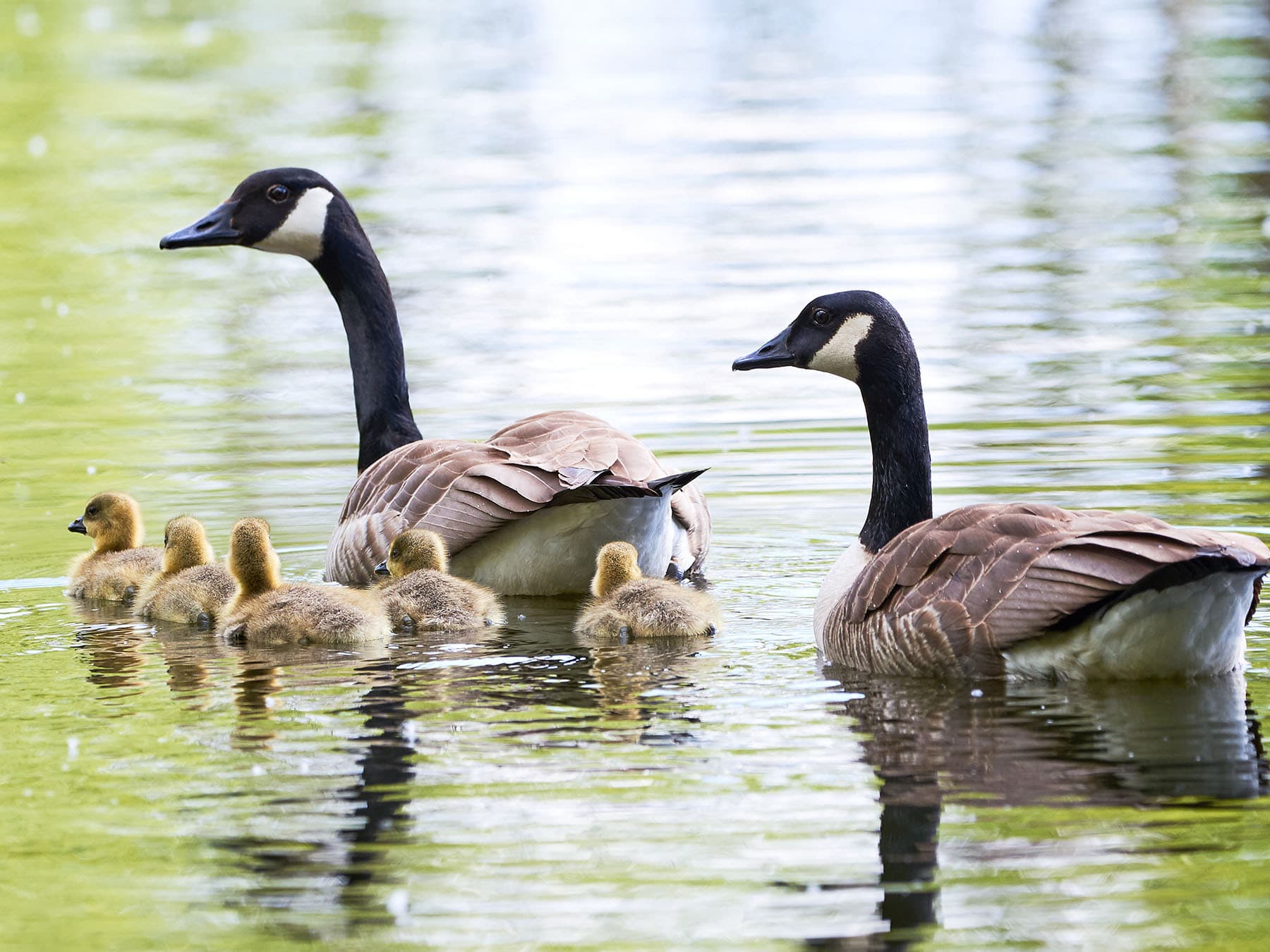 Canada goose with chicks