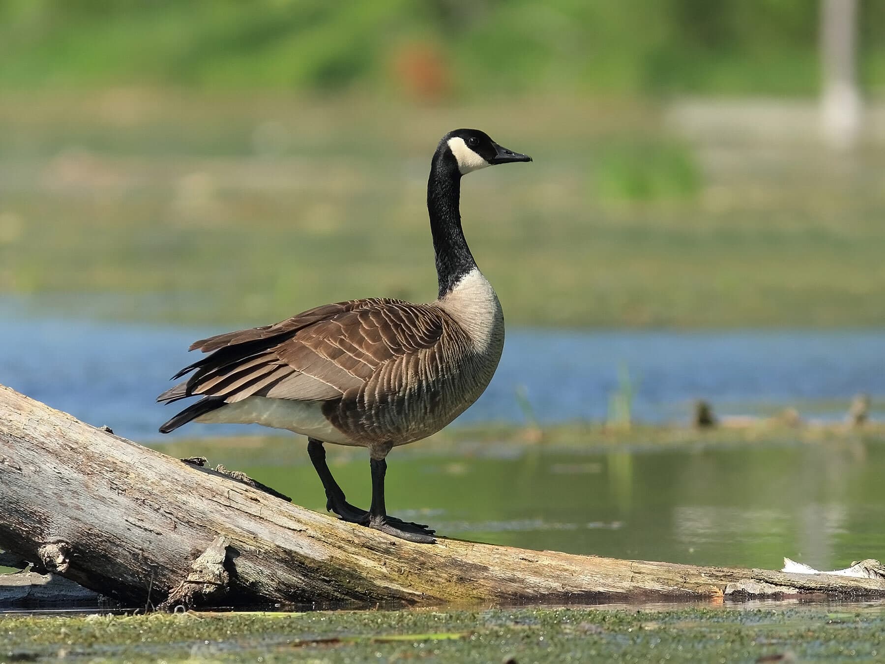Canada goose