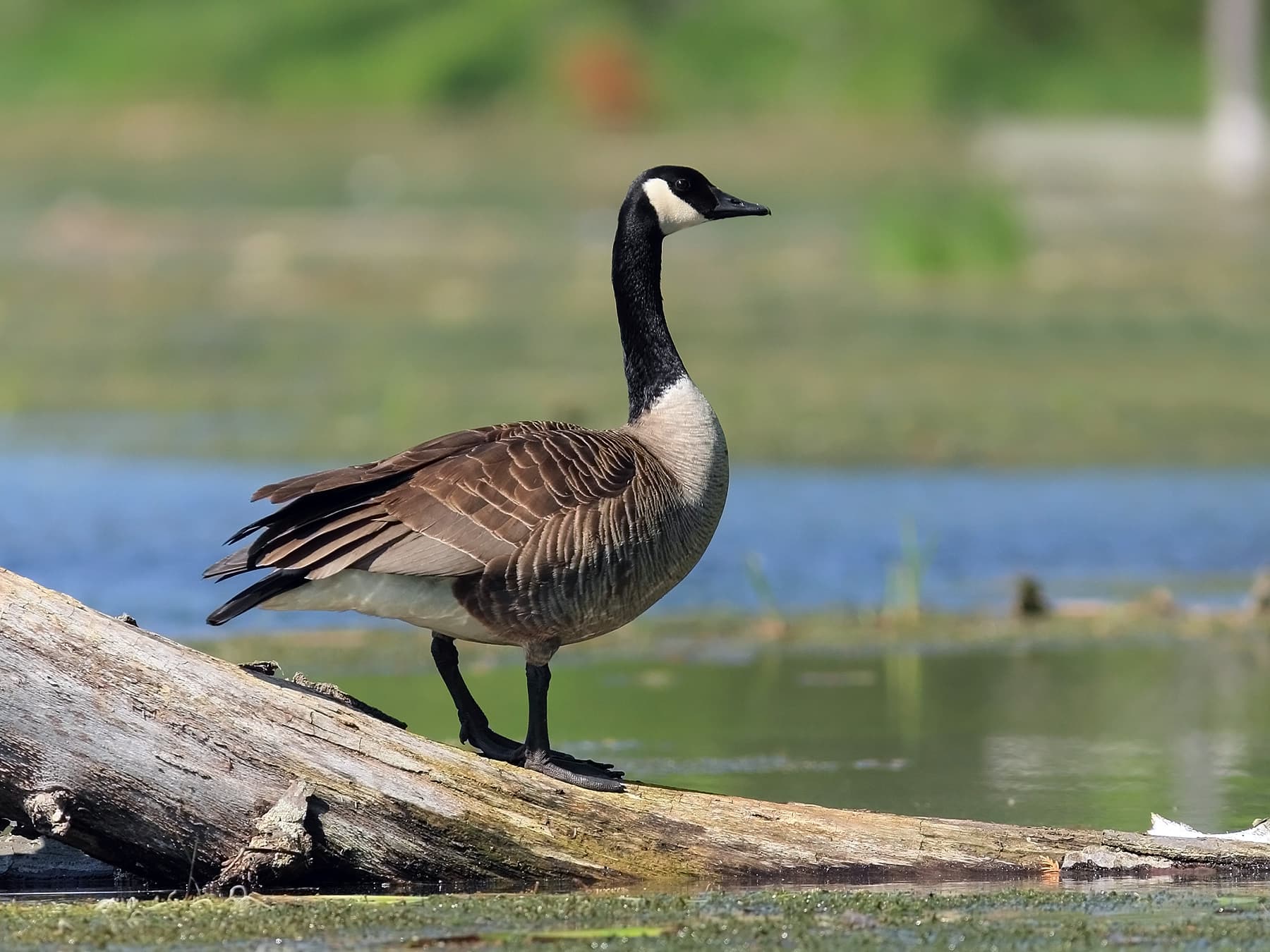 Canada Goose