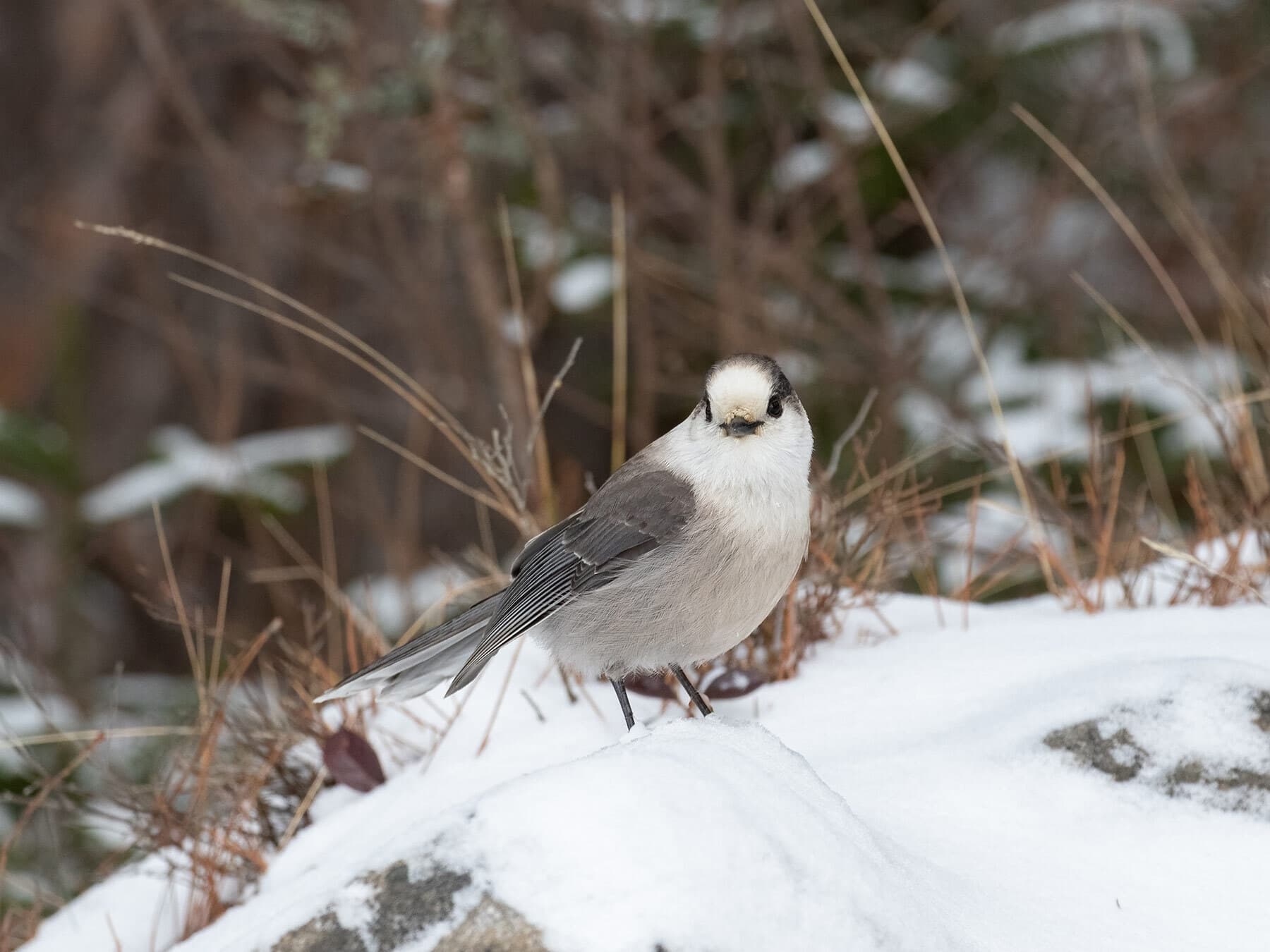 Canada gray jay
