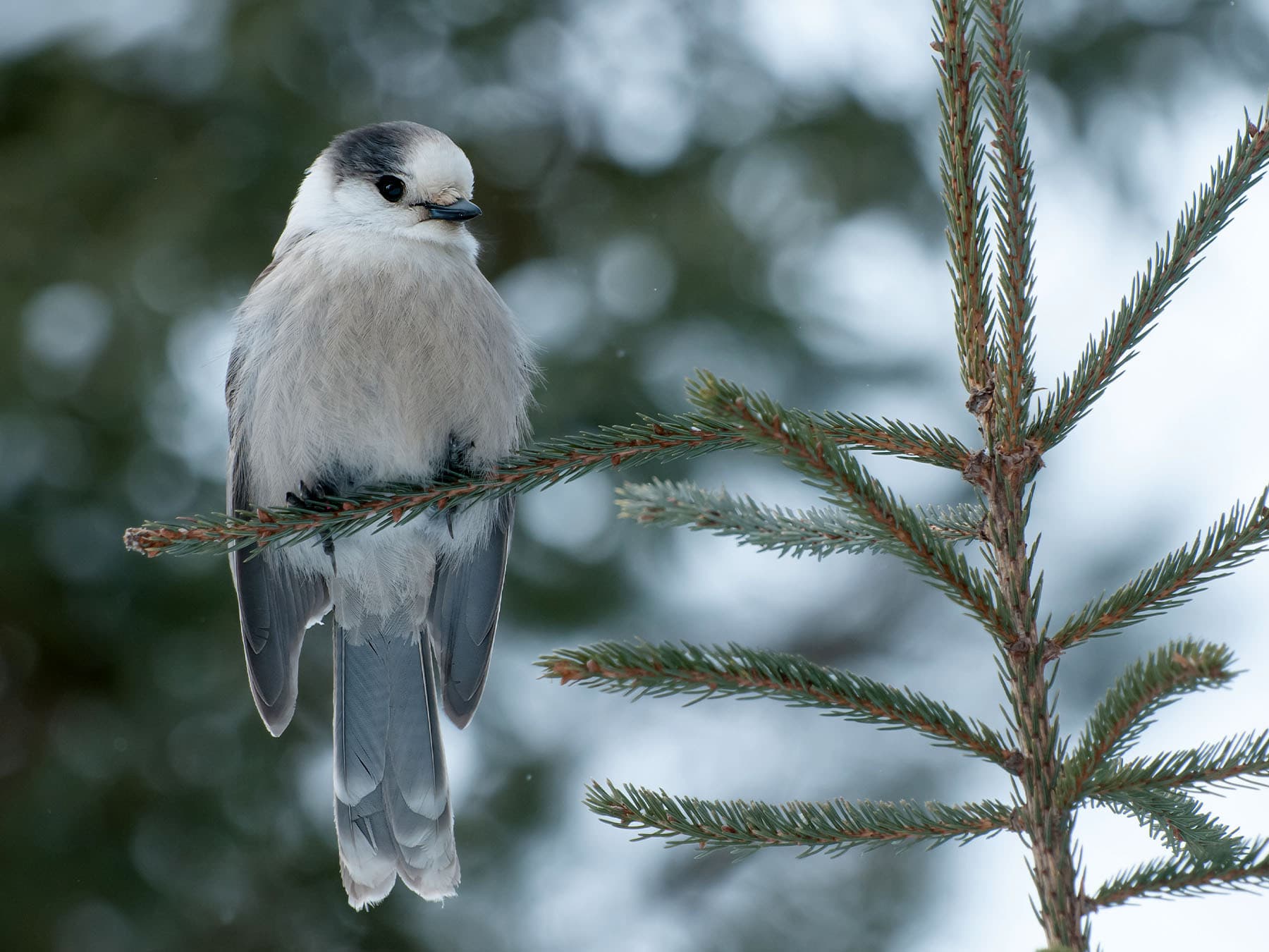 Canada jay perching in evergreen tree