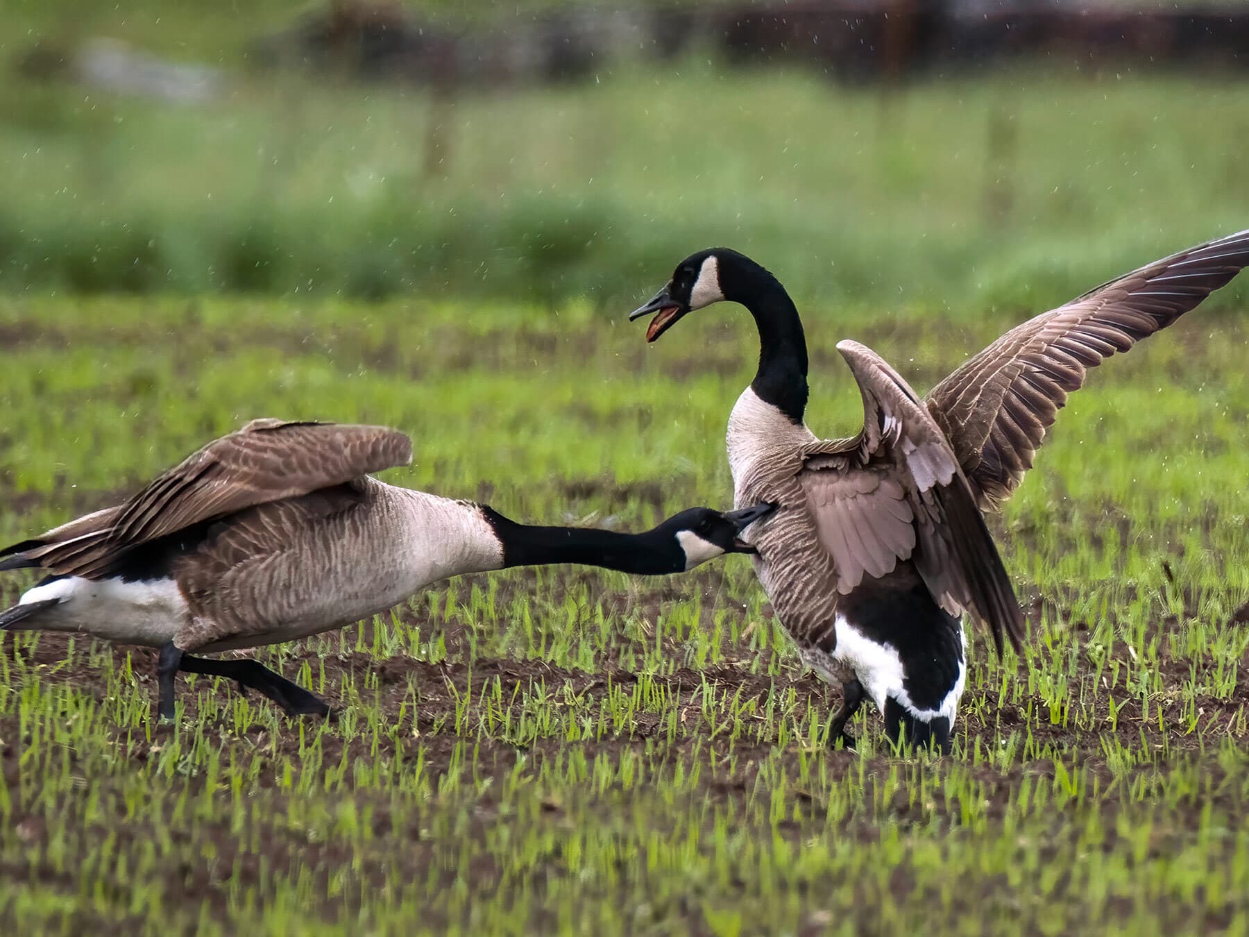 Canadian geese fight