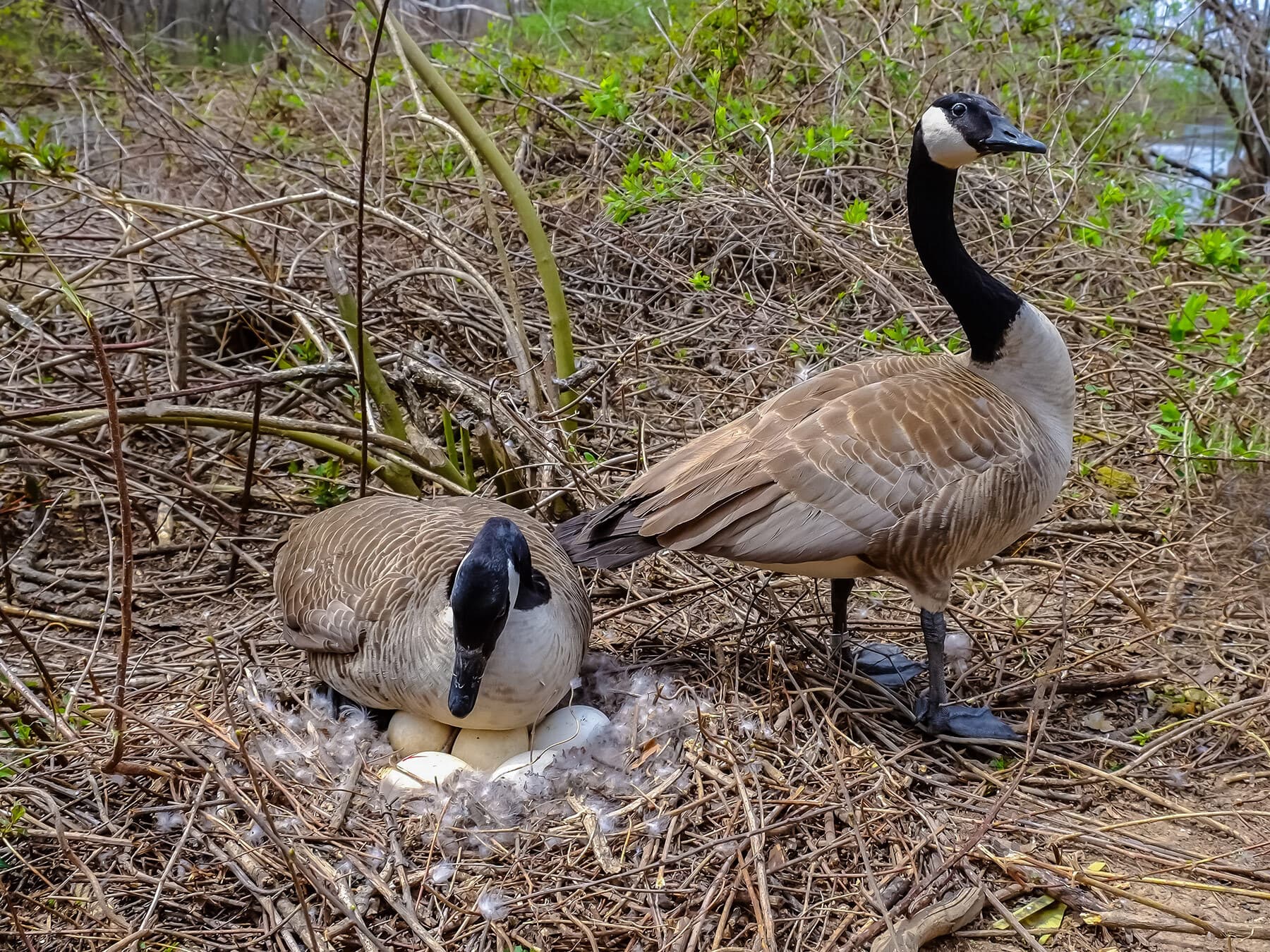 Canadian geese incubating eggs