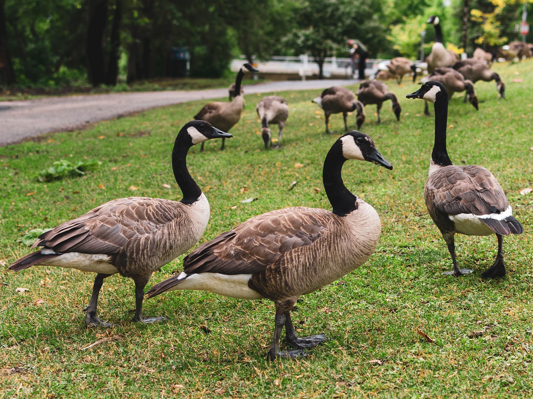 Canda geese grazing on grass in city aprk