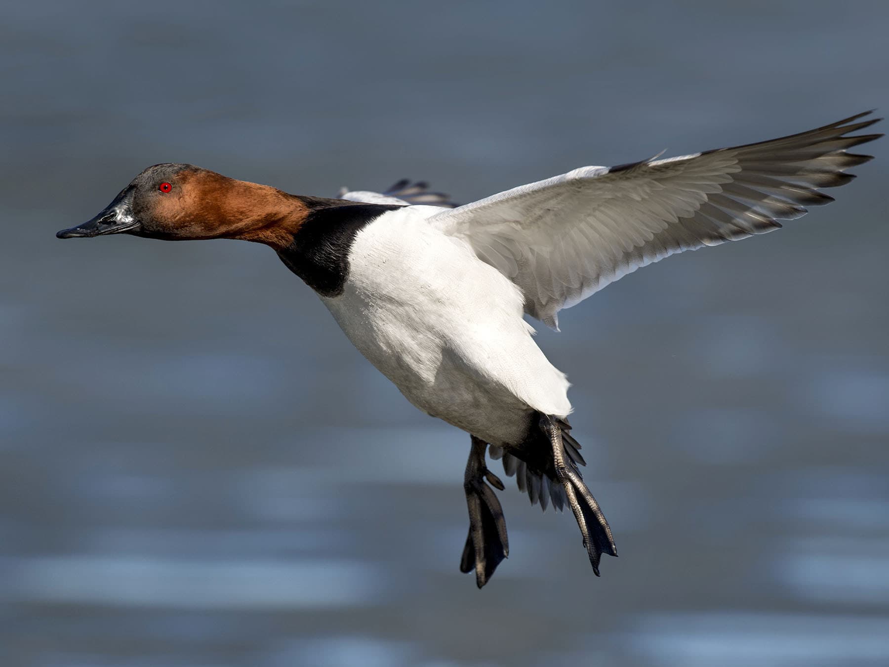 Canvasback coming into land