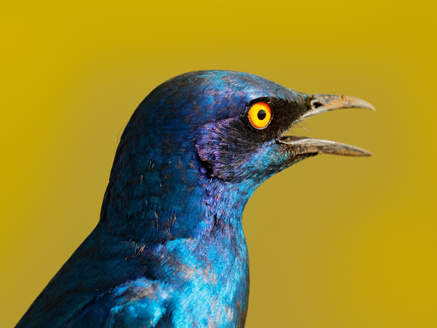 Cape Starling close up portrait