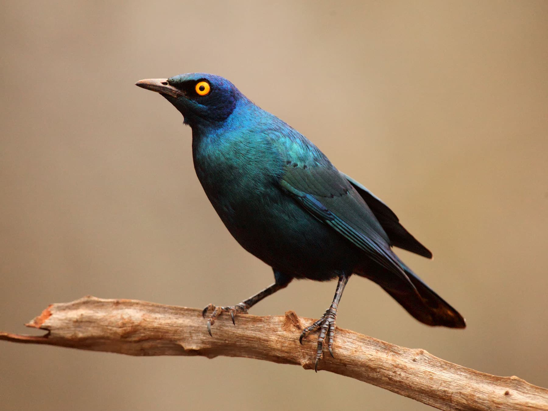 Cape Starling