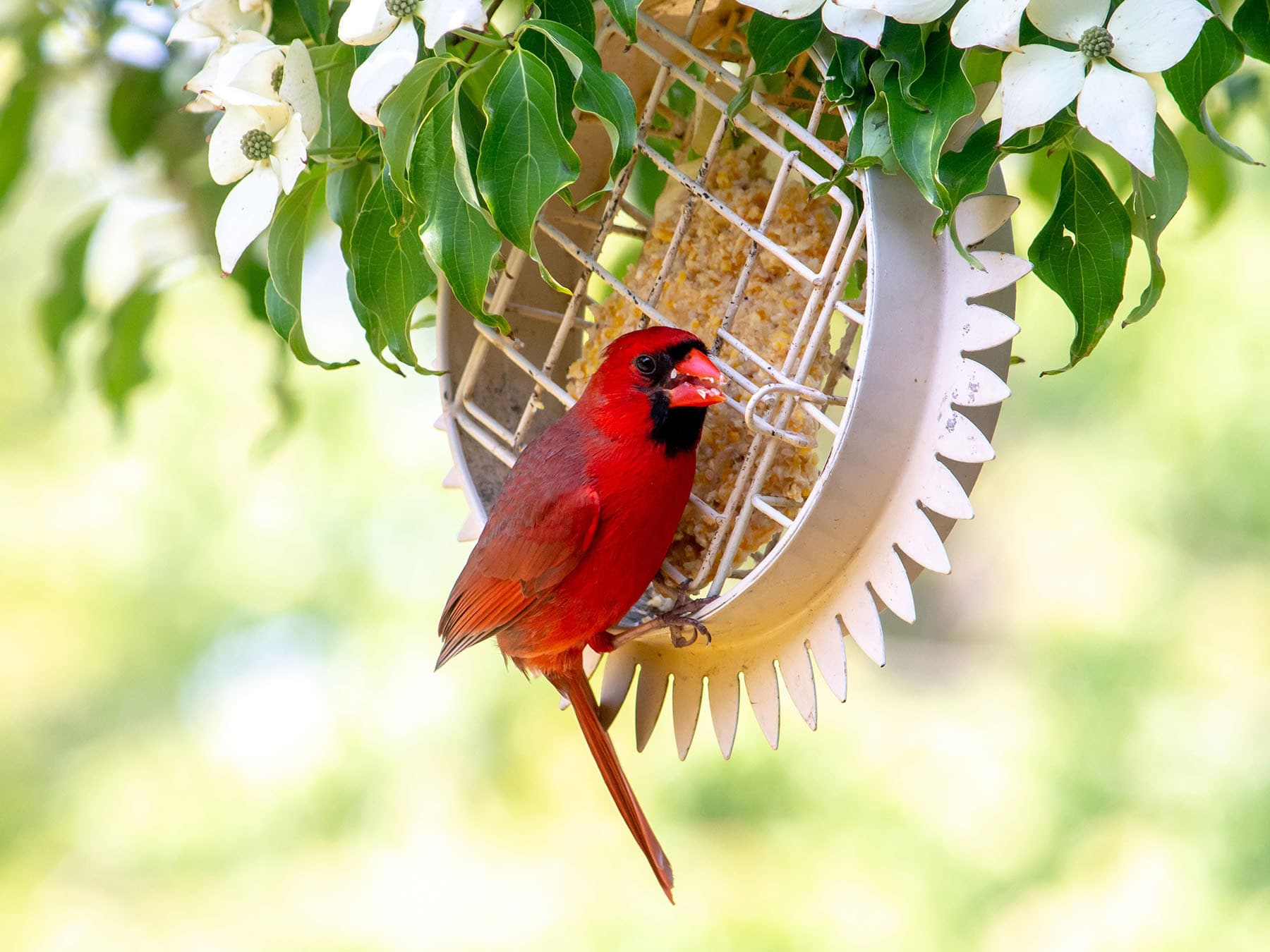 Cardinal at bird feeder