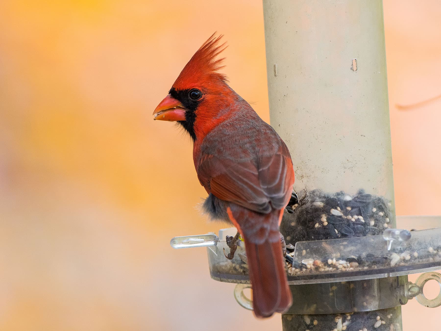 Cardinal at feeder