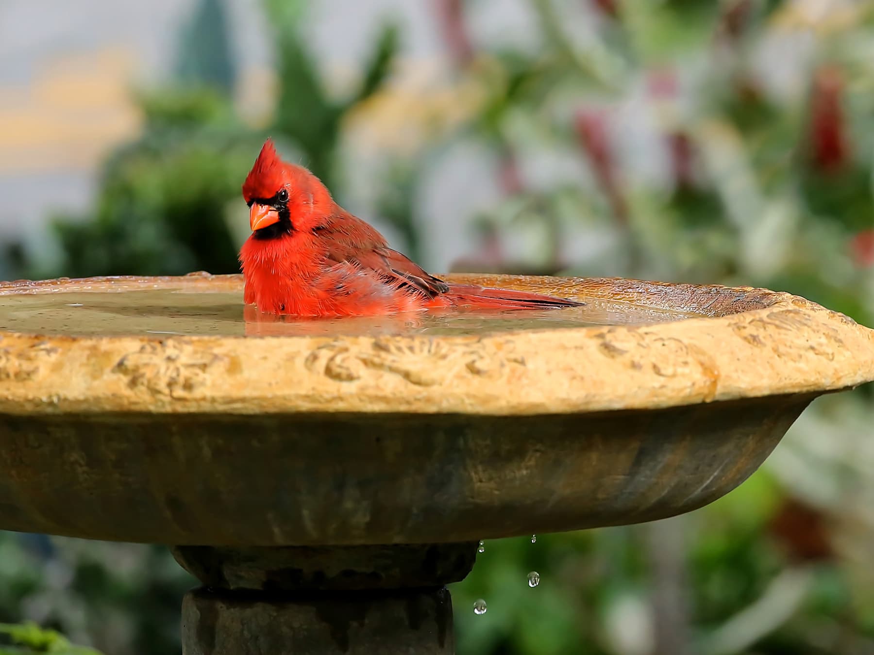 Cardinal bird bath