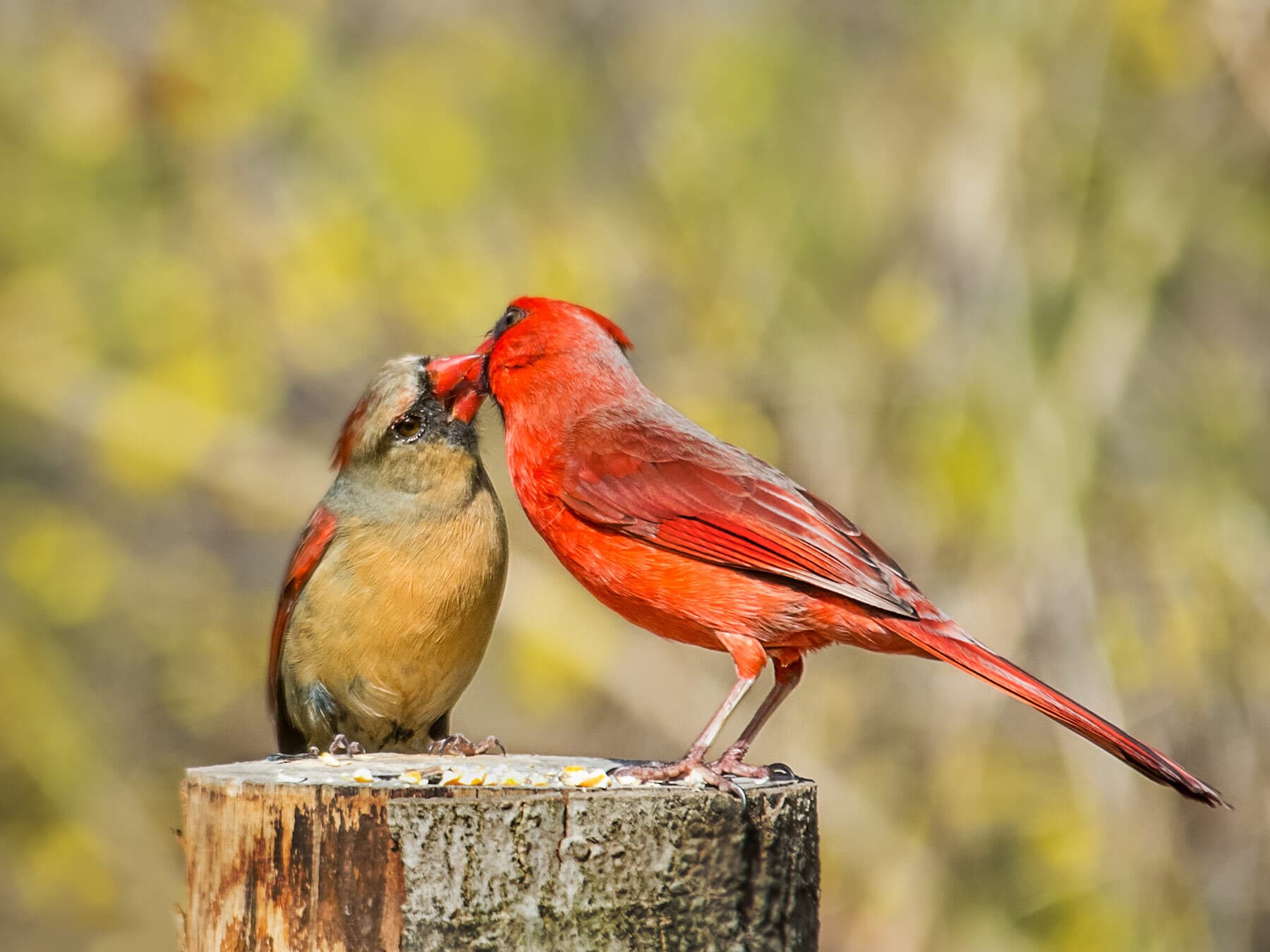 Cardinal courtship