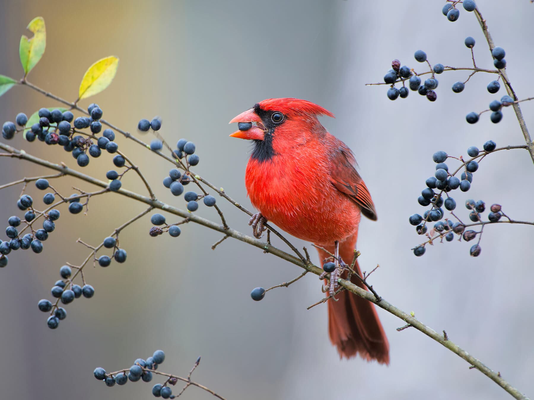 Cardinal eating berries