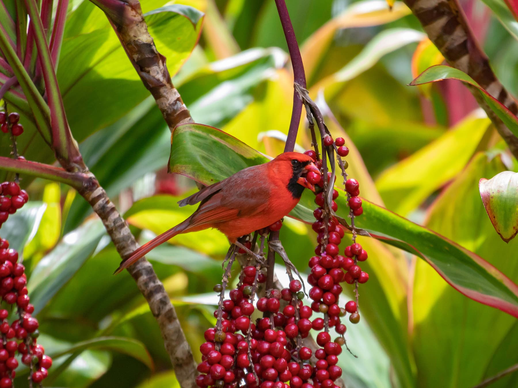 Cardinal eating berries