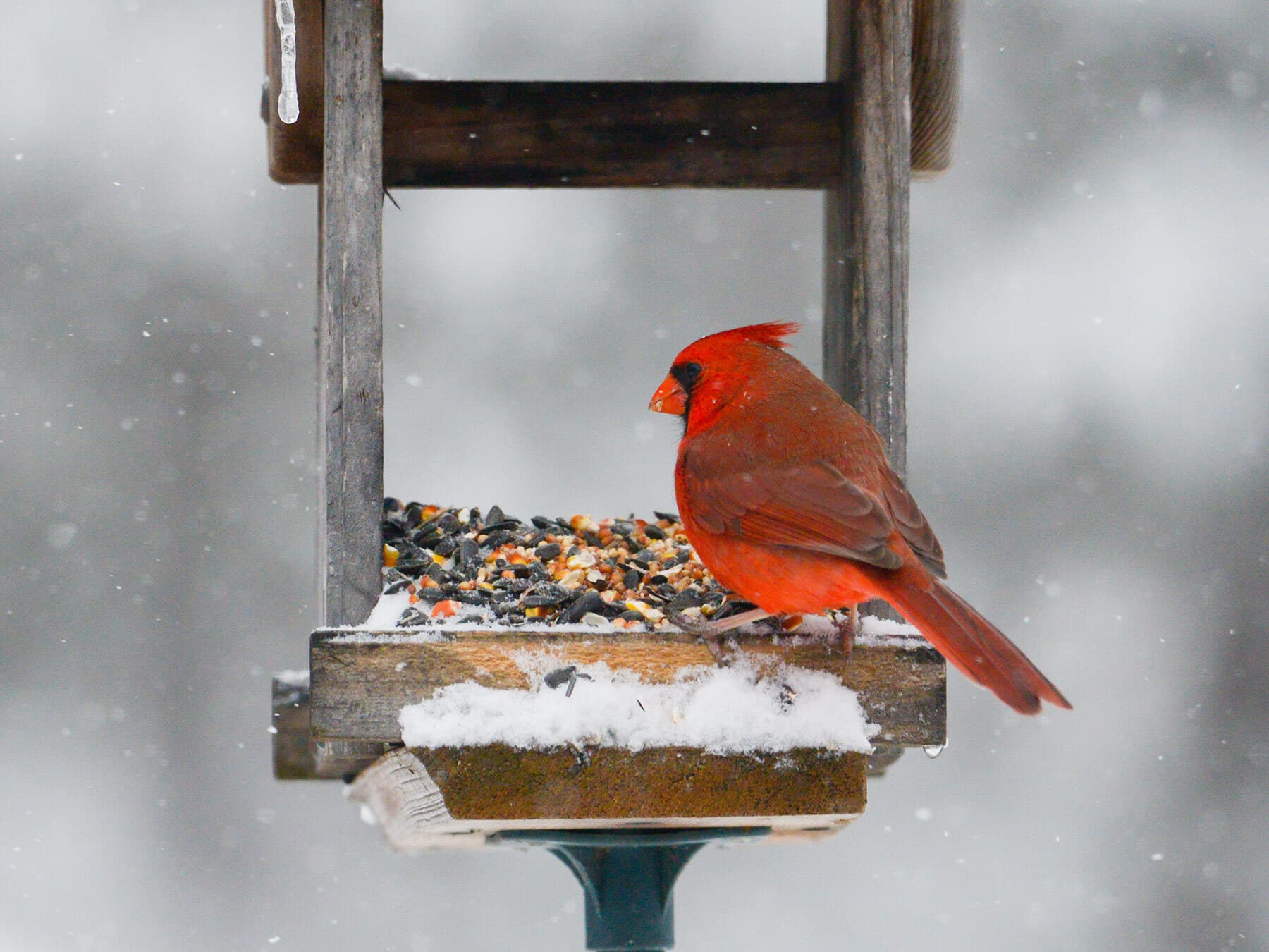 Cardinal eating seeds