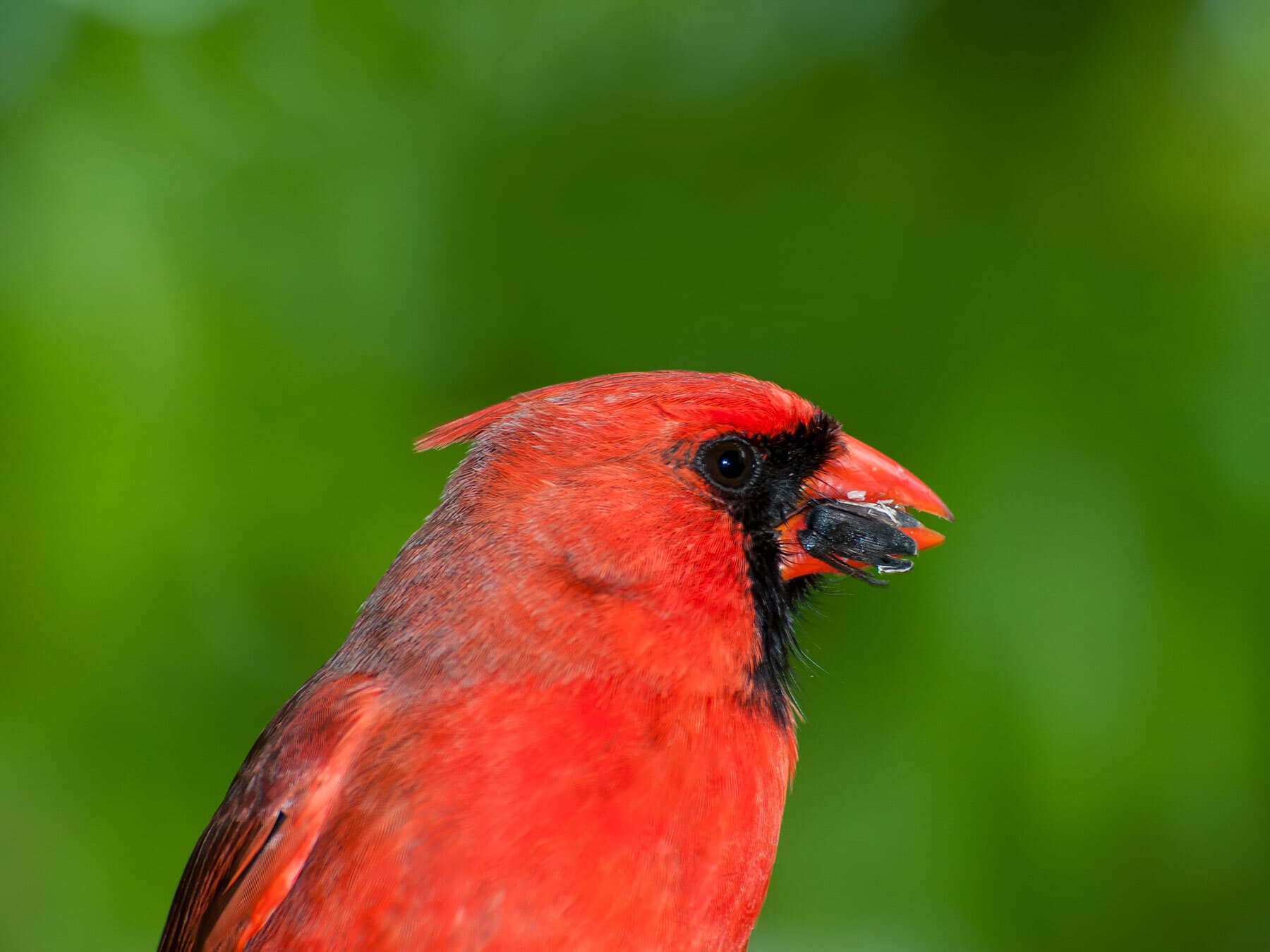 A male cardinal with a black sunflower seed in its bill