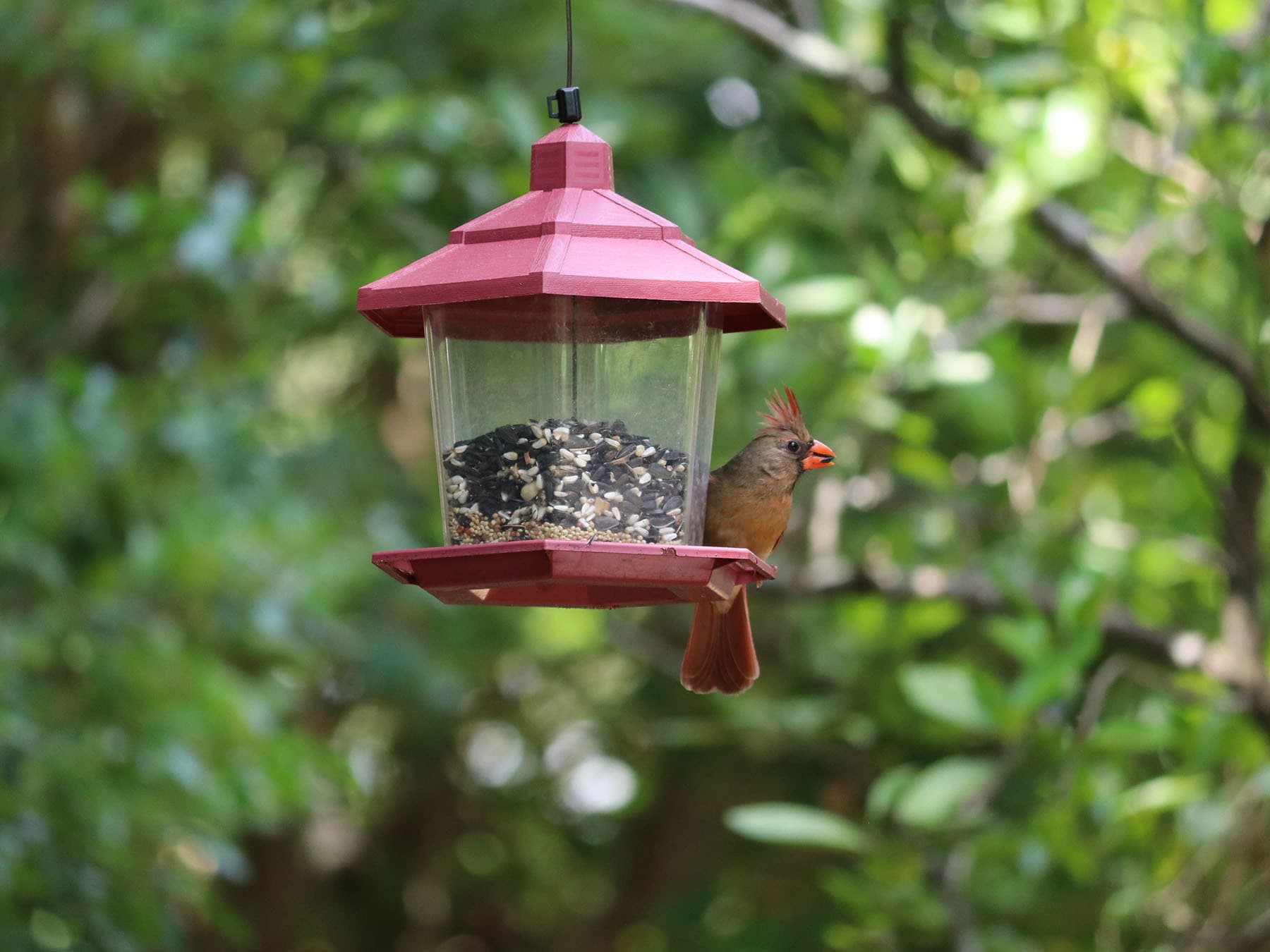 Cardinal feeder texas