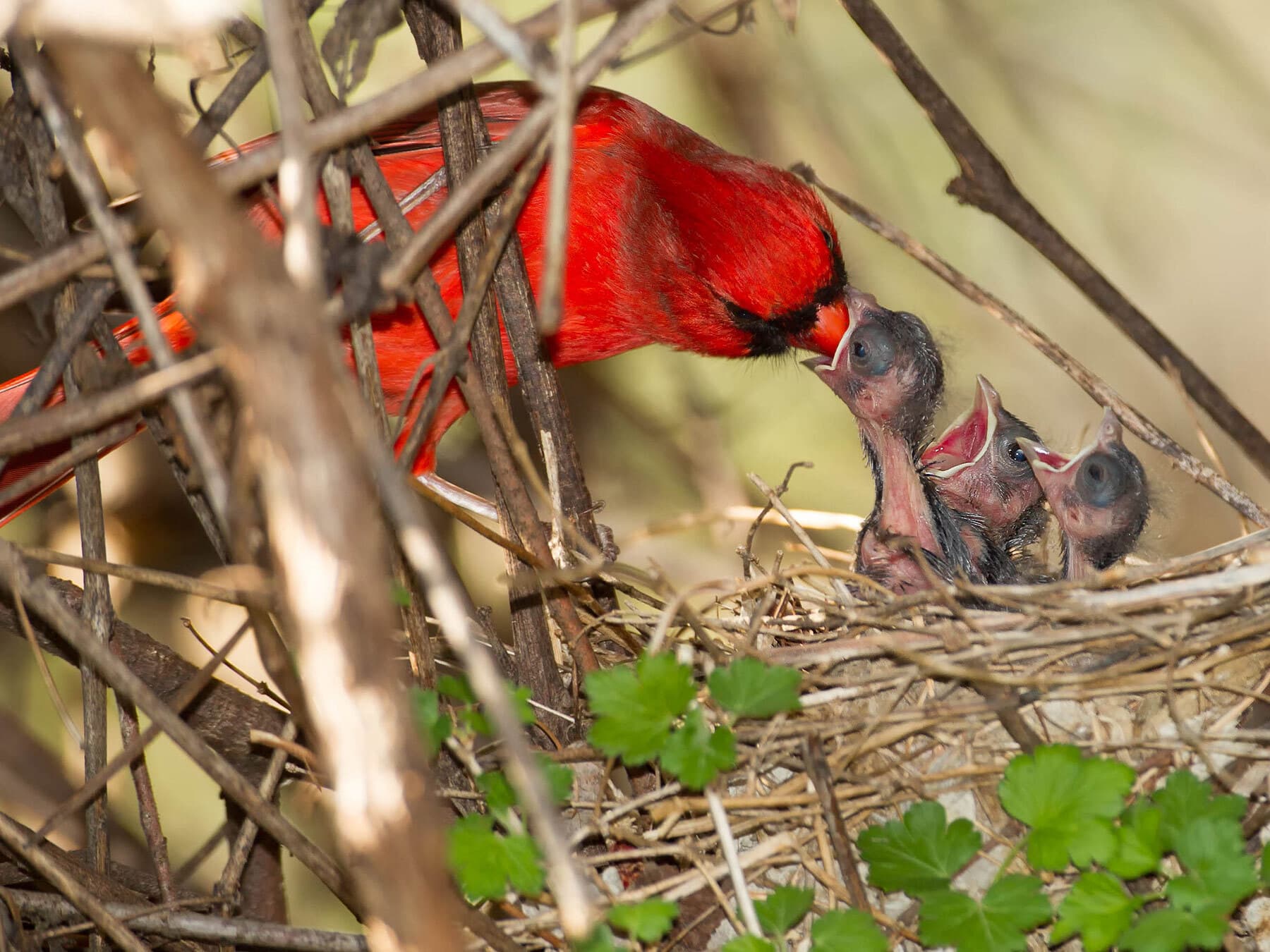 Cardinal feeding chicks