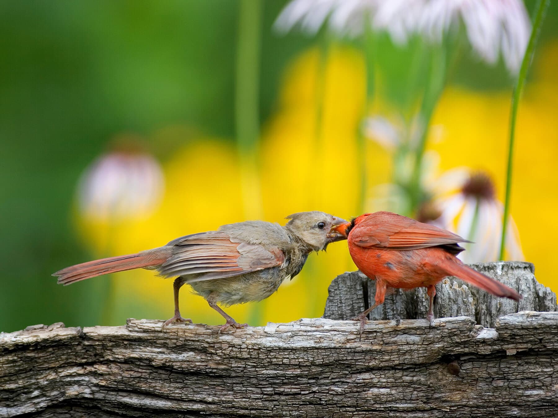 Cardinal feeding juvenile