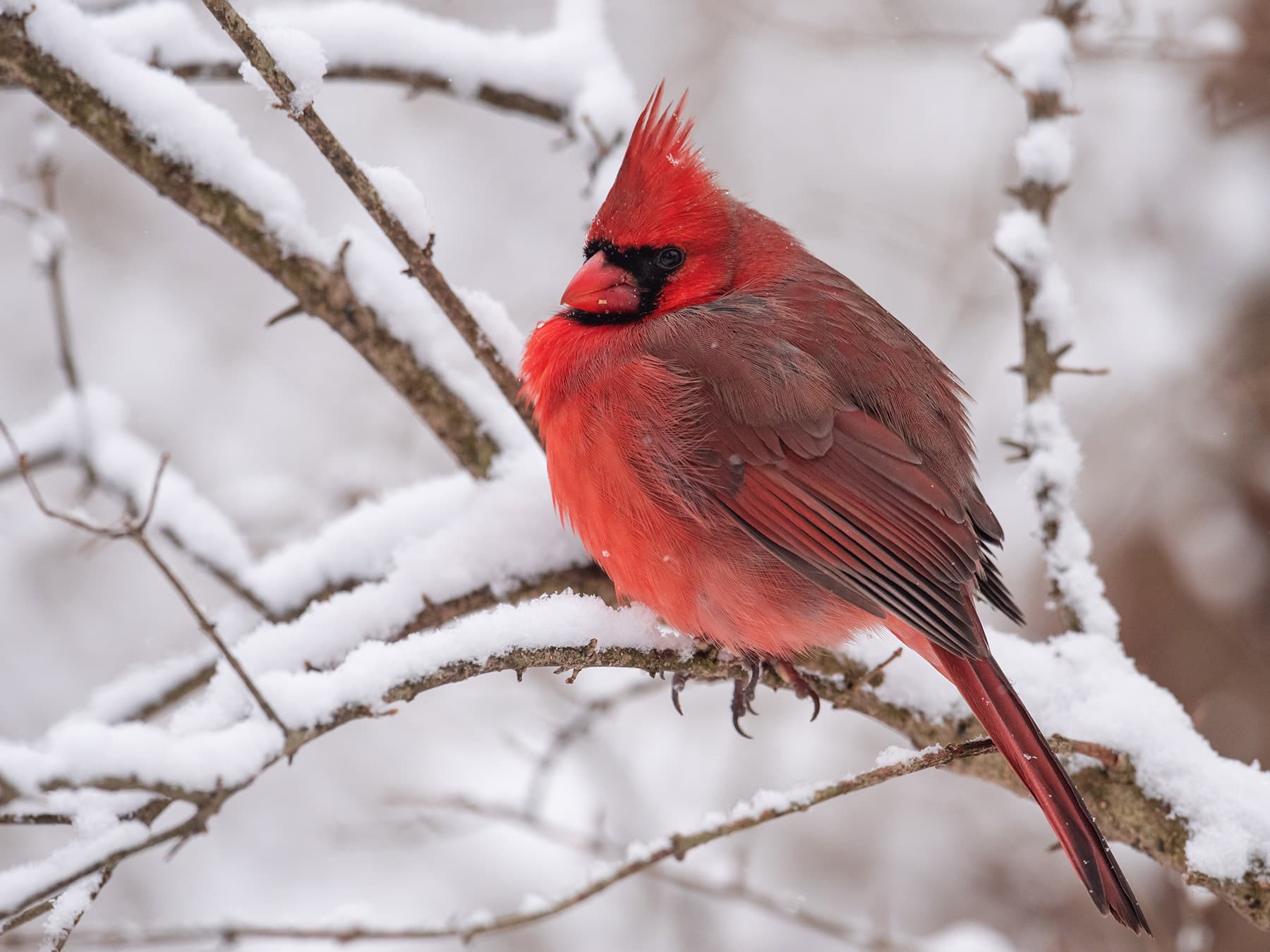 Cardinal fluffed up