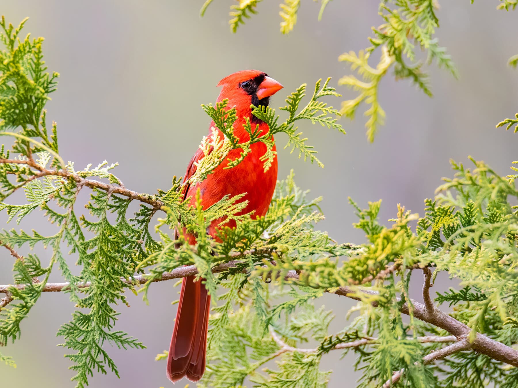 Cardinal in foliage
