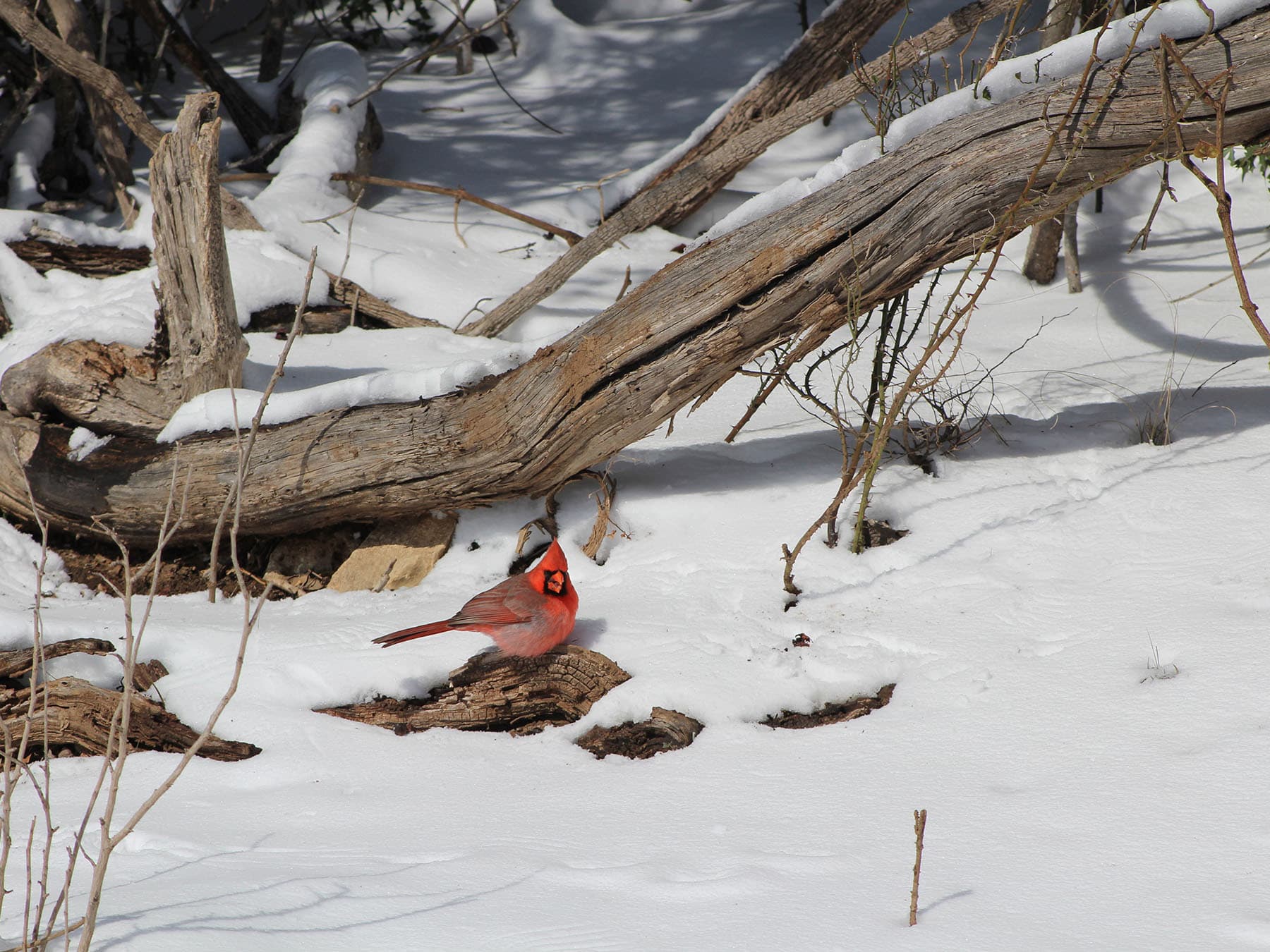 Cardinal in winter texas