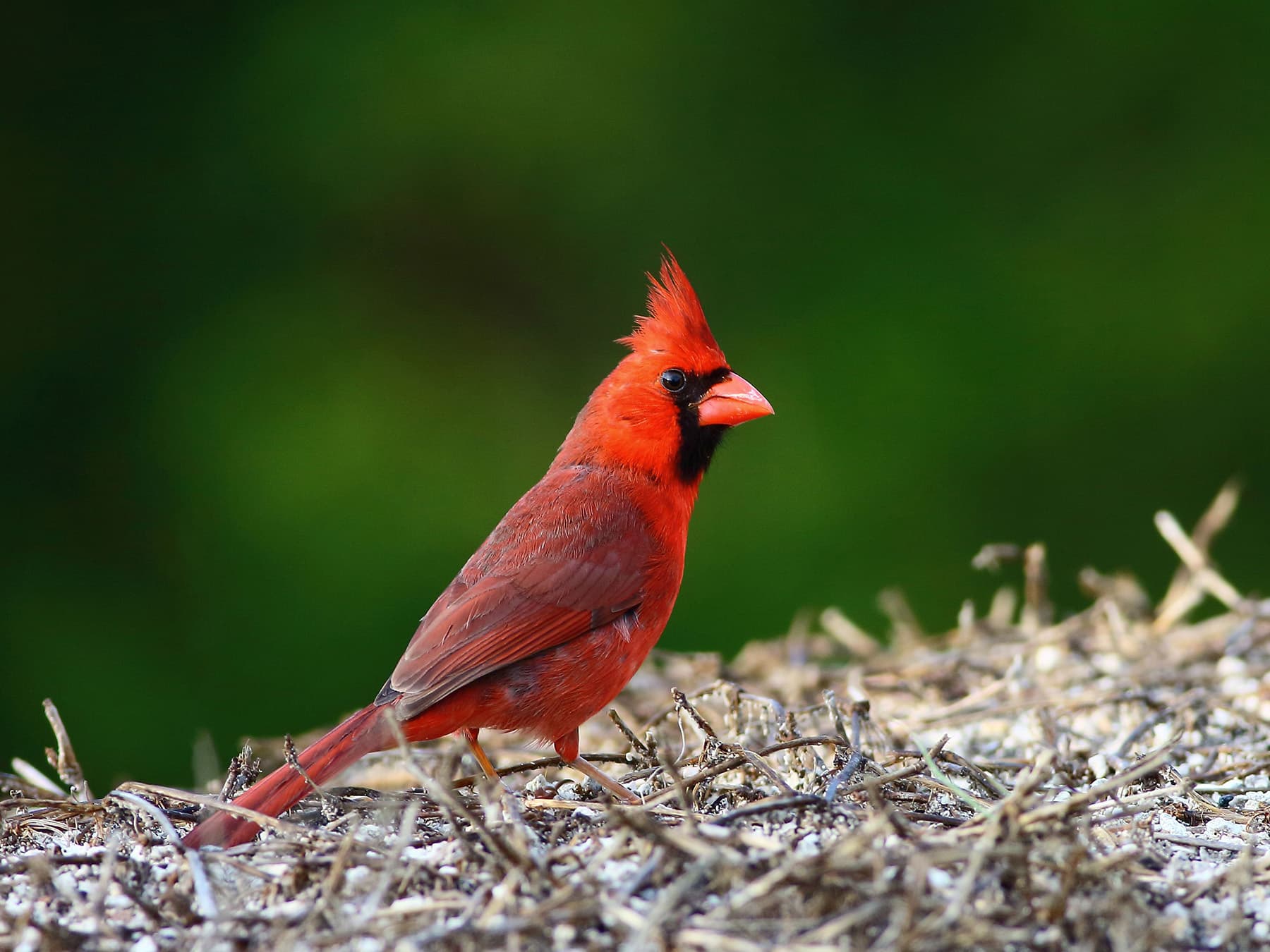 Cardinal lower keys