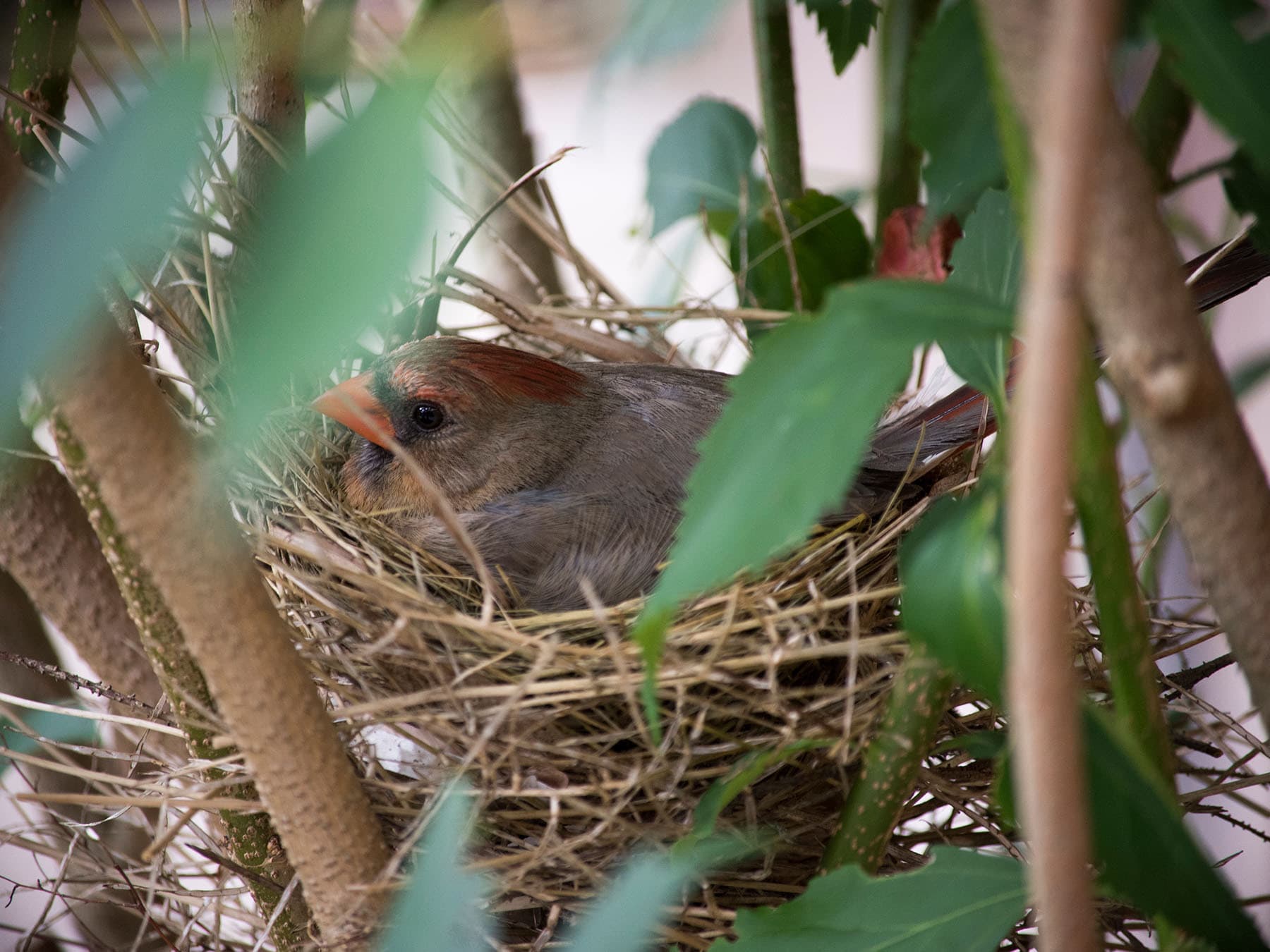 A female cardinal sitting on her nest in a shrub