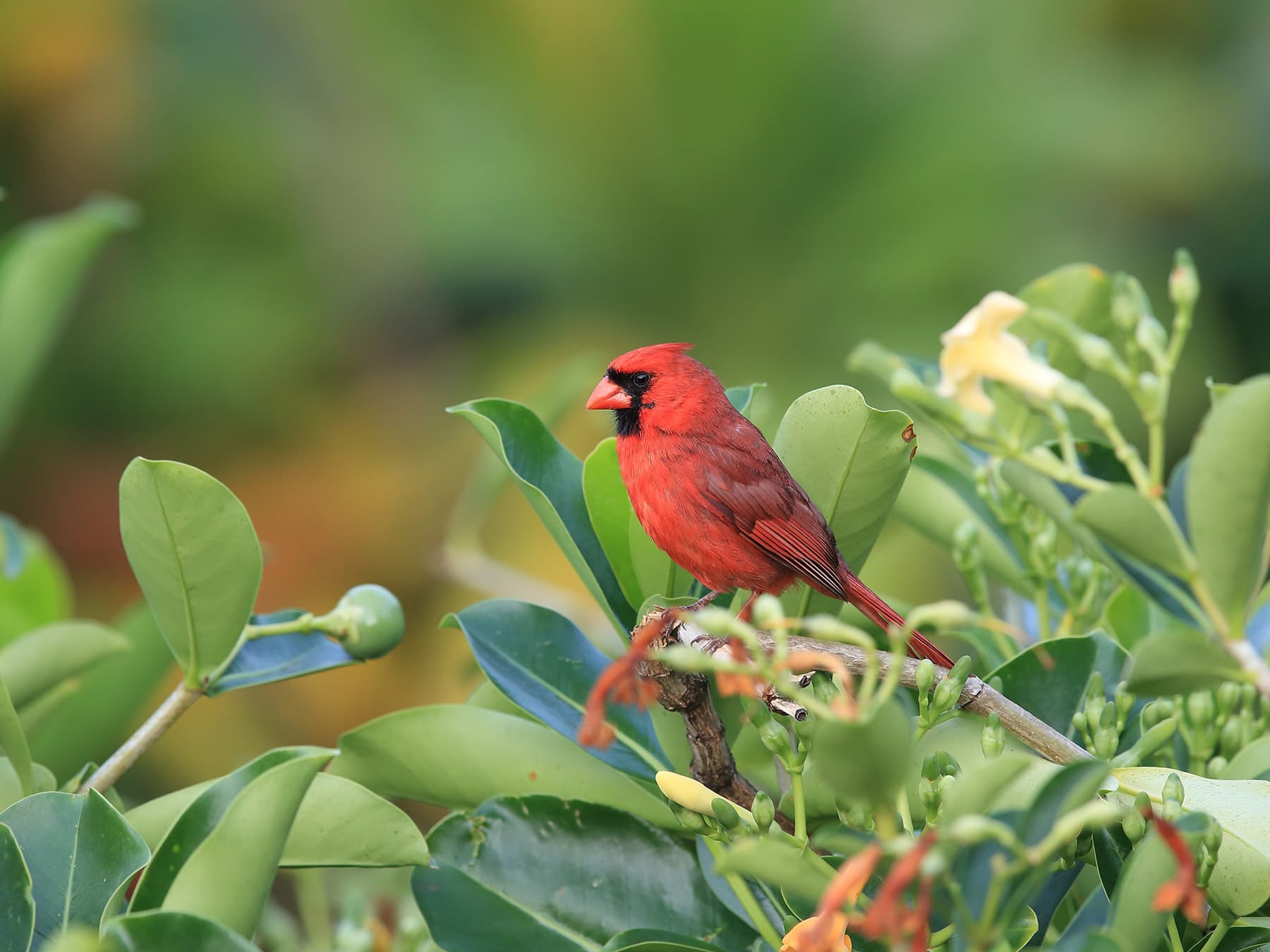 Cardinal perched hawaii