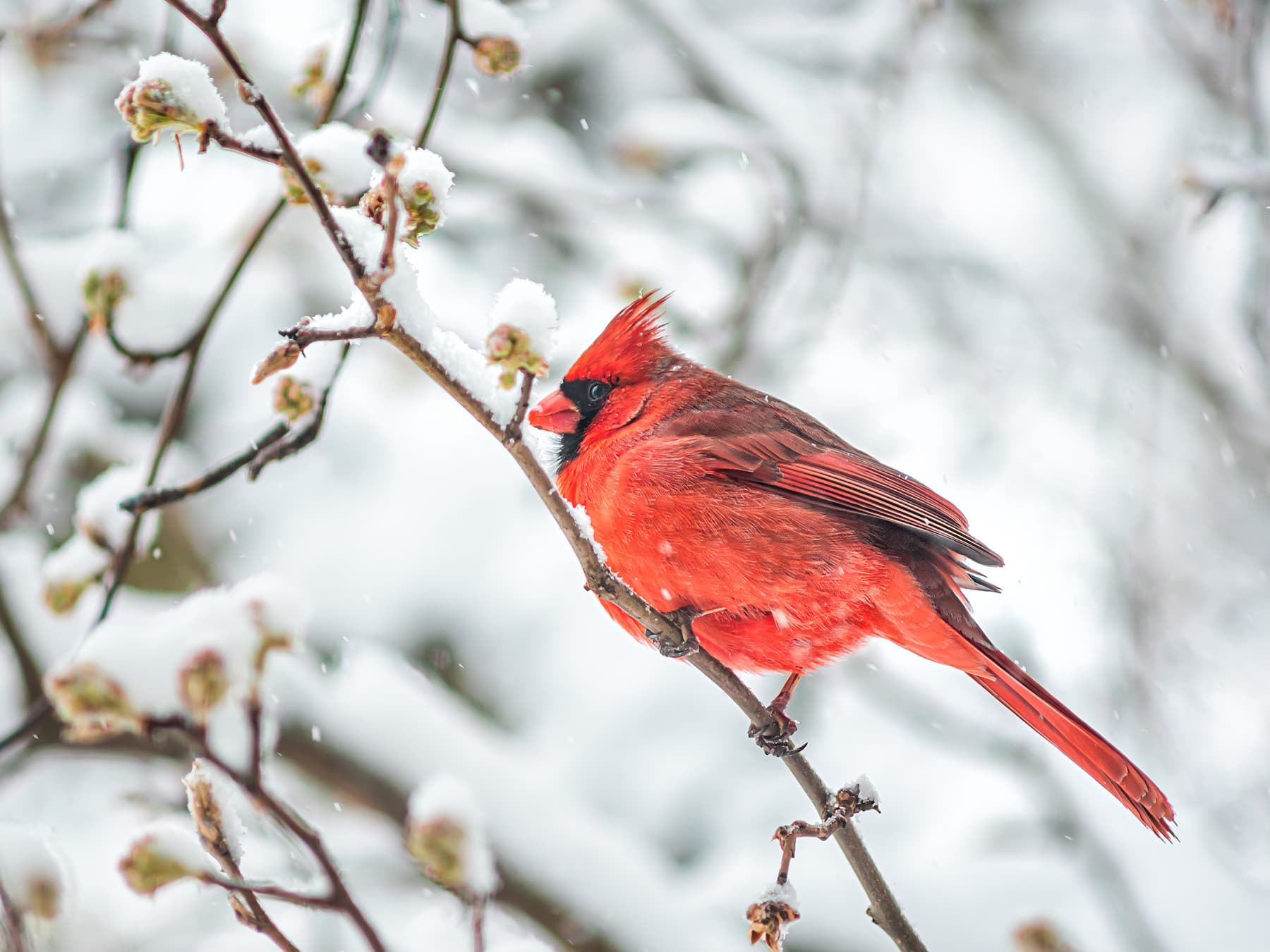 Cardinal perched in winter snow