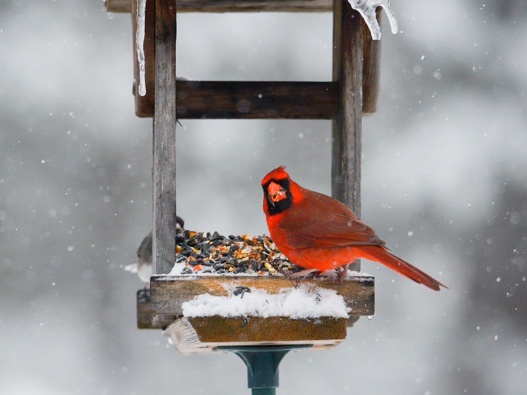 Cardinal winter feeder