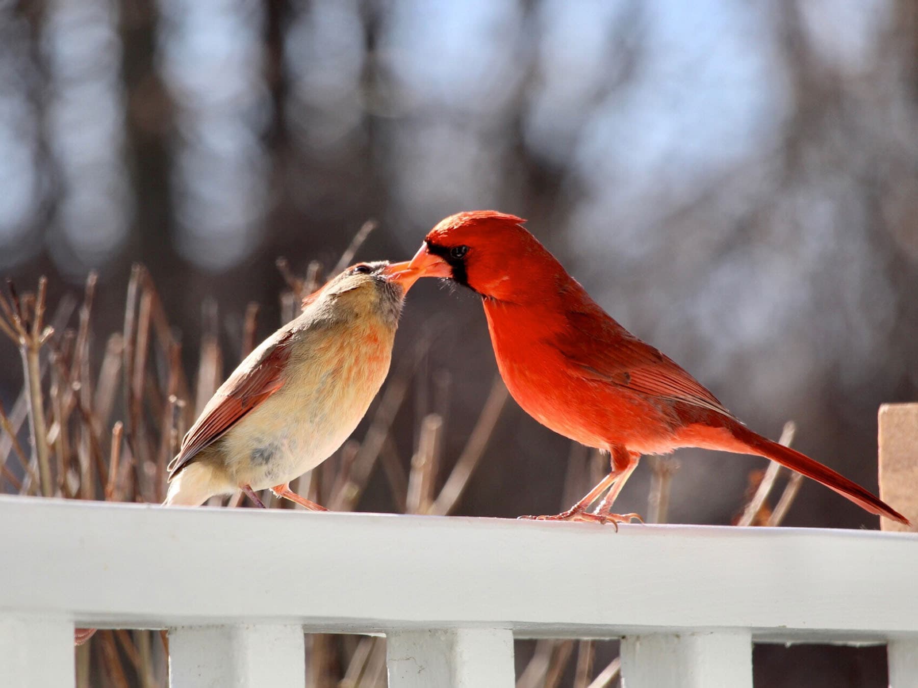 A male cardinal passing food to a female, beak to beak, on a fence