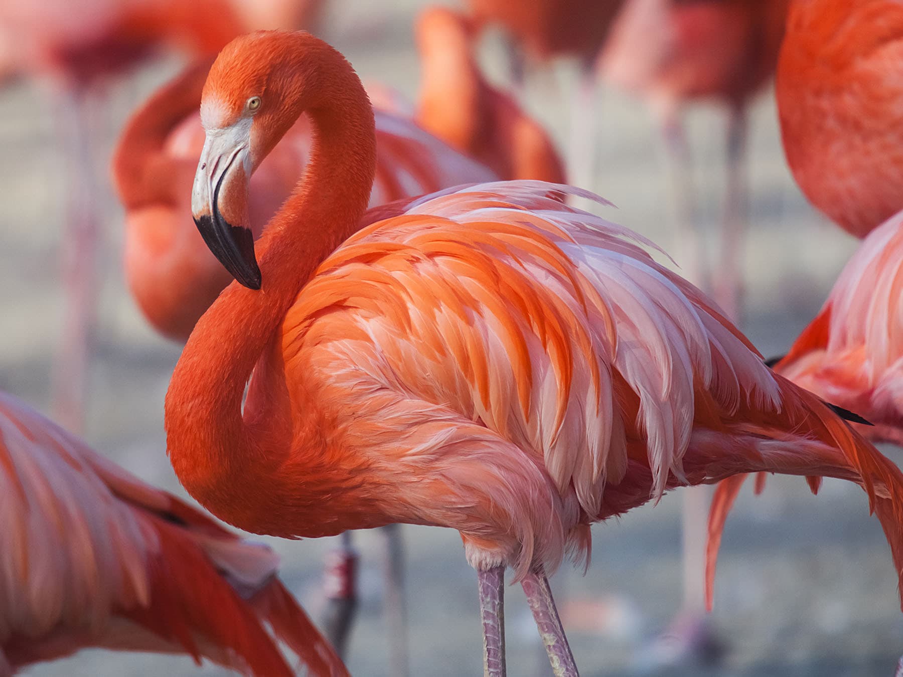 Caribbean flamingo