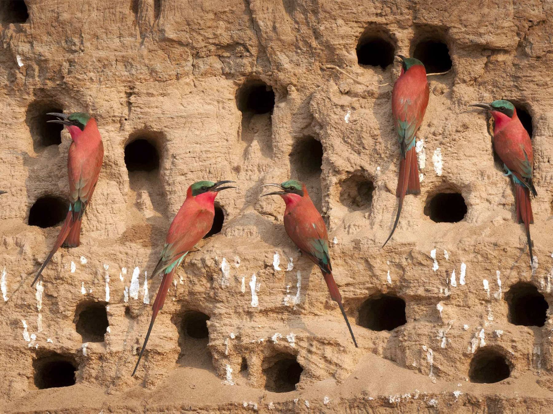 Carmine bee eaters at nest