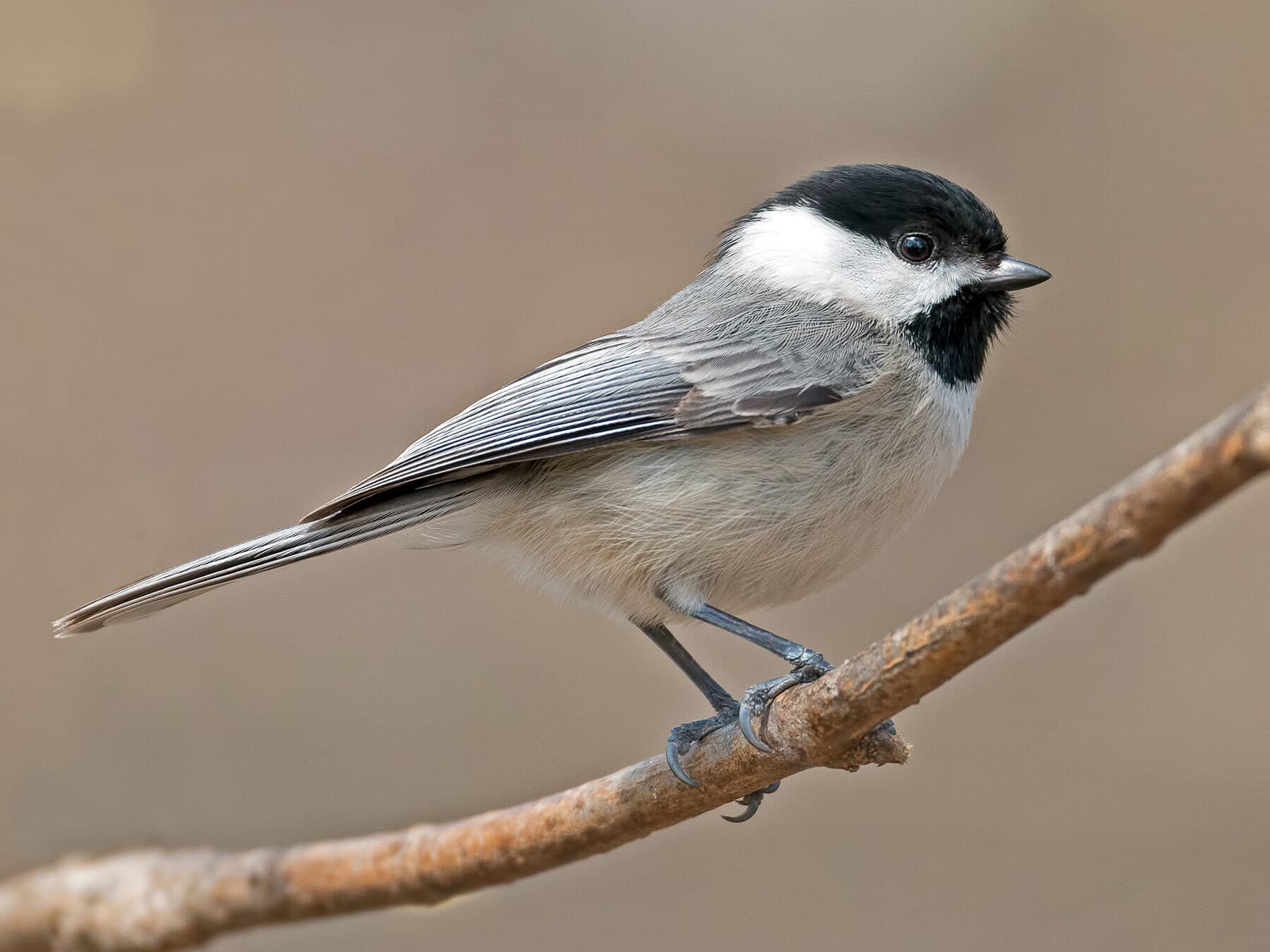 Carolina Chickadee