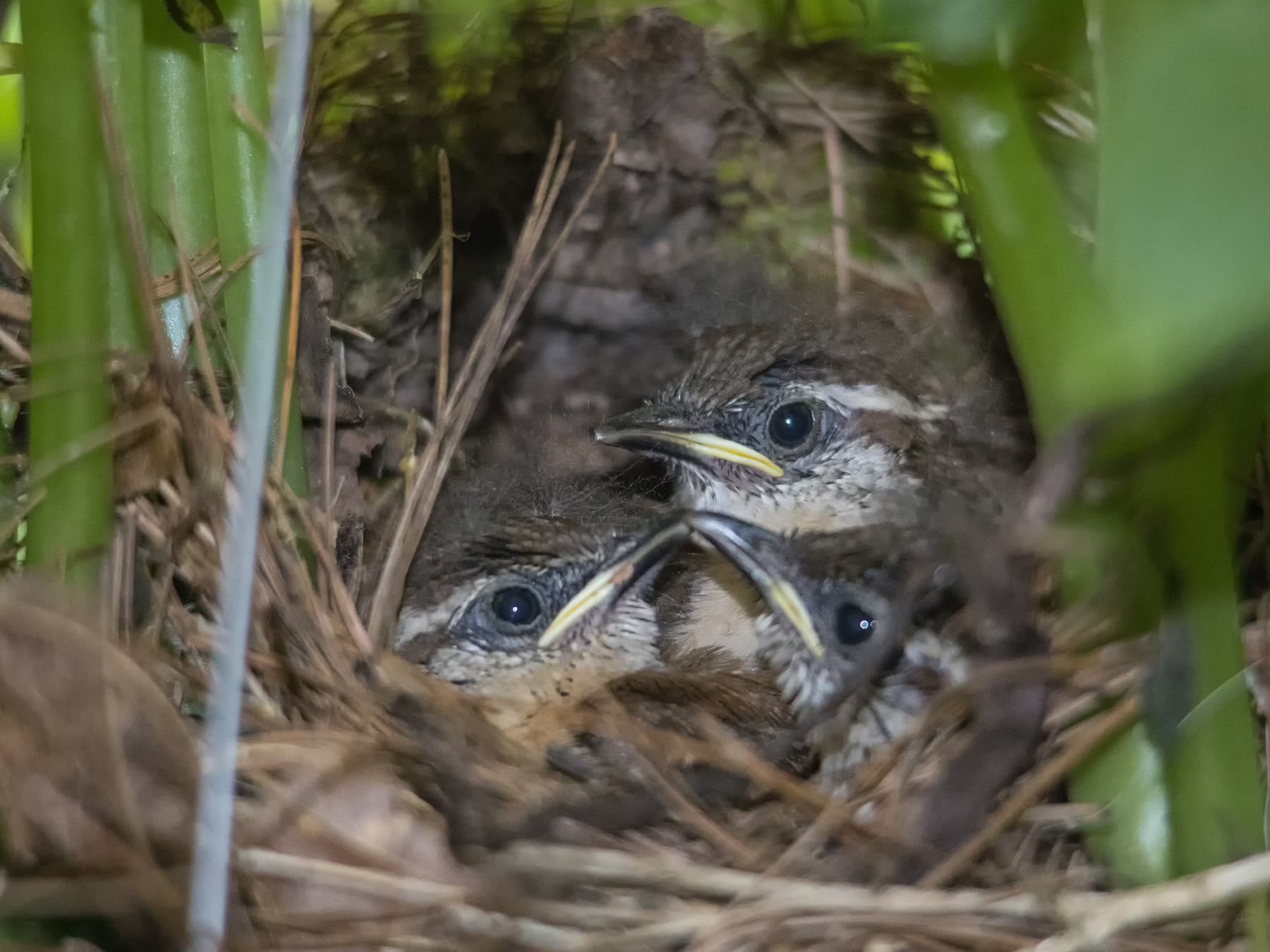 Carolina wren chicks nest