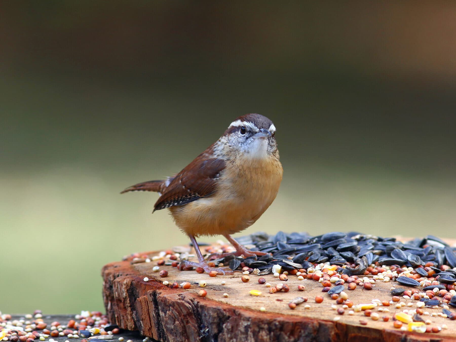 Carolina wren eating seeds
