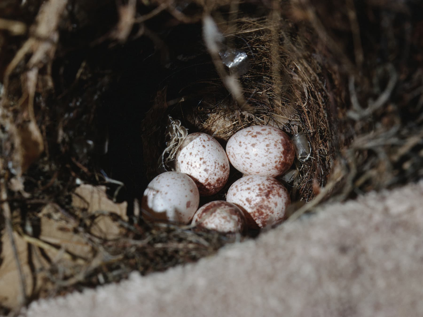 Carolina wren eggs