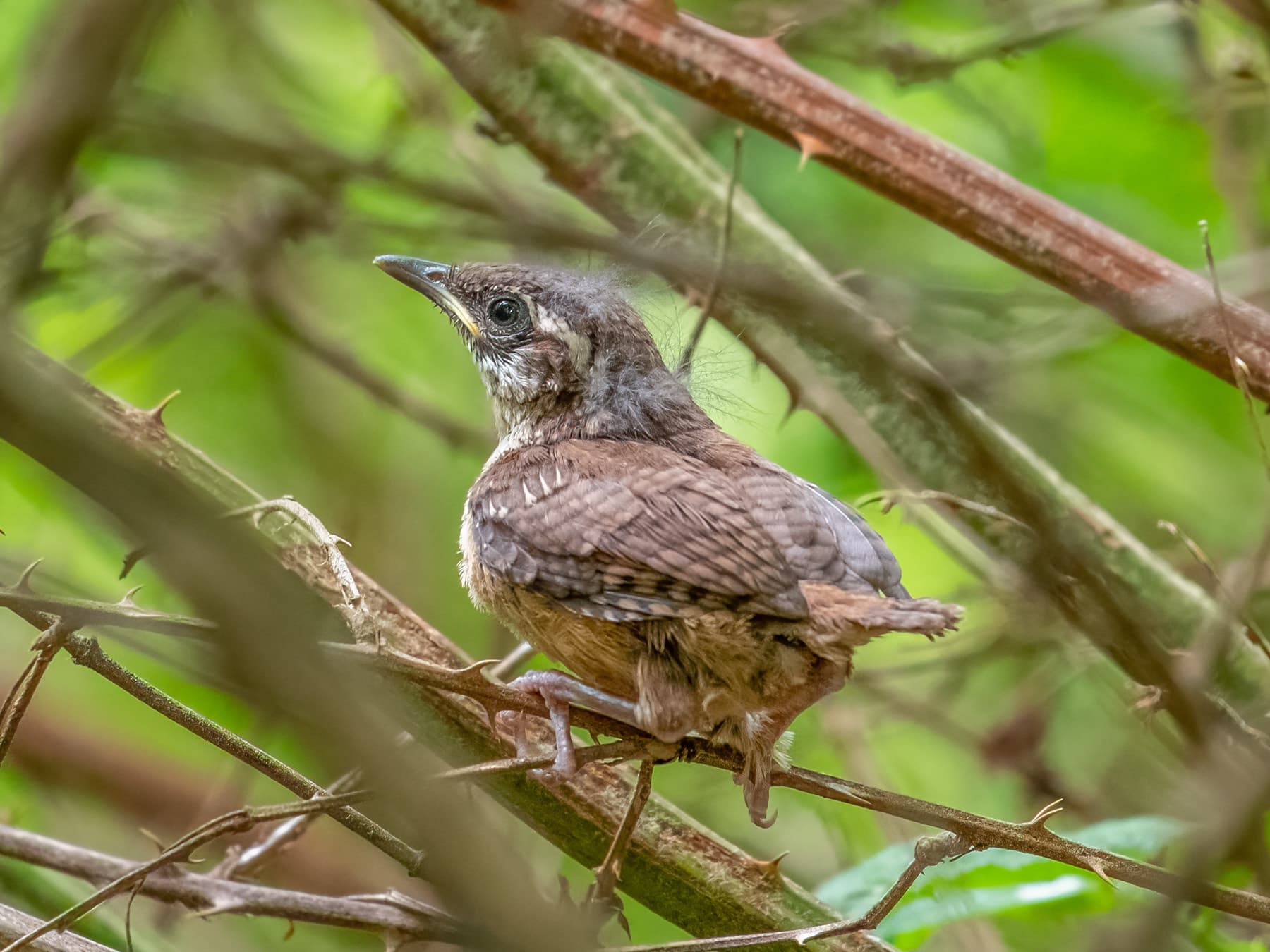 Carolina wren fledgling