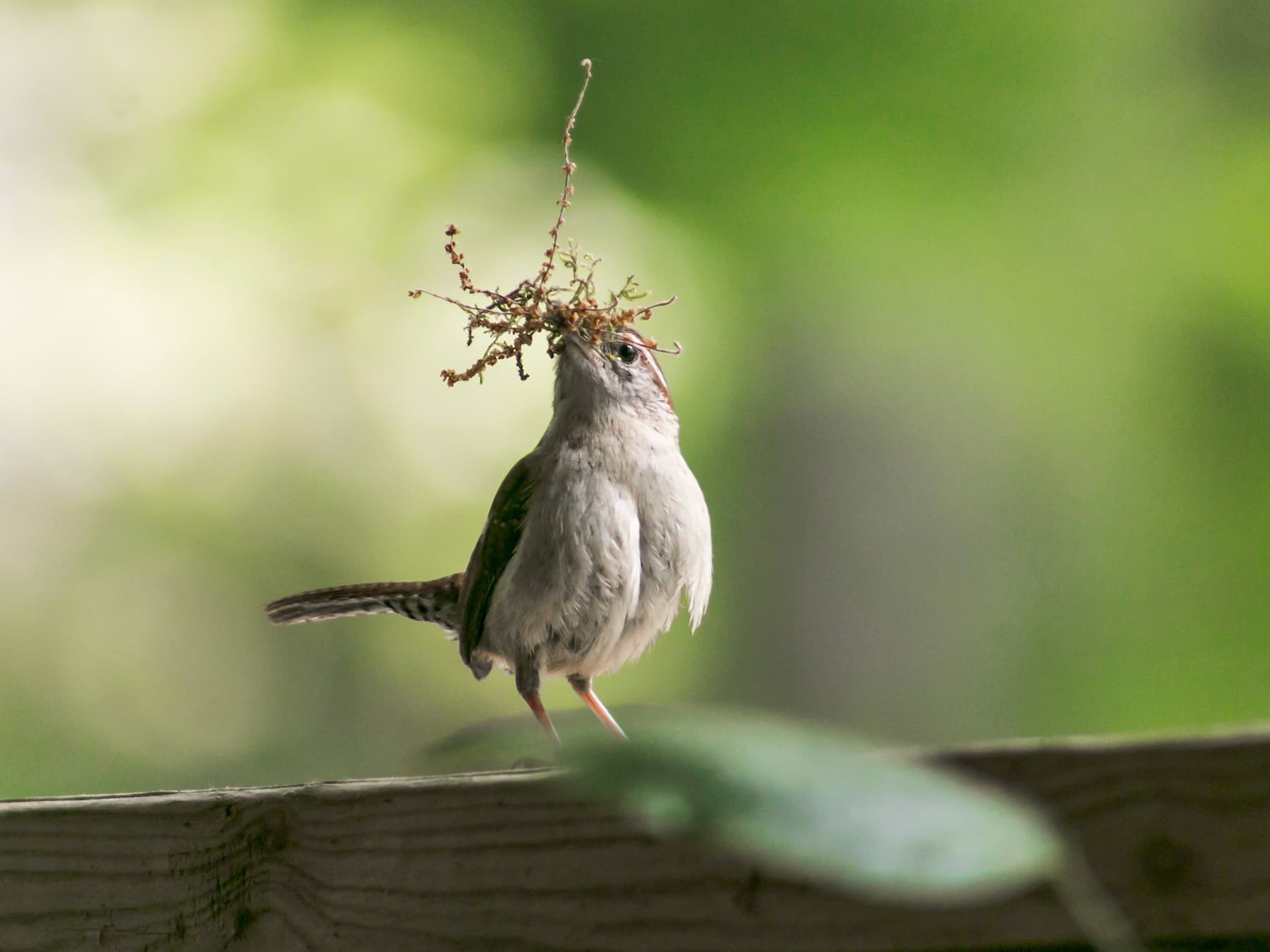 Carolina wren nesting materials 1