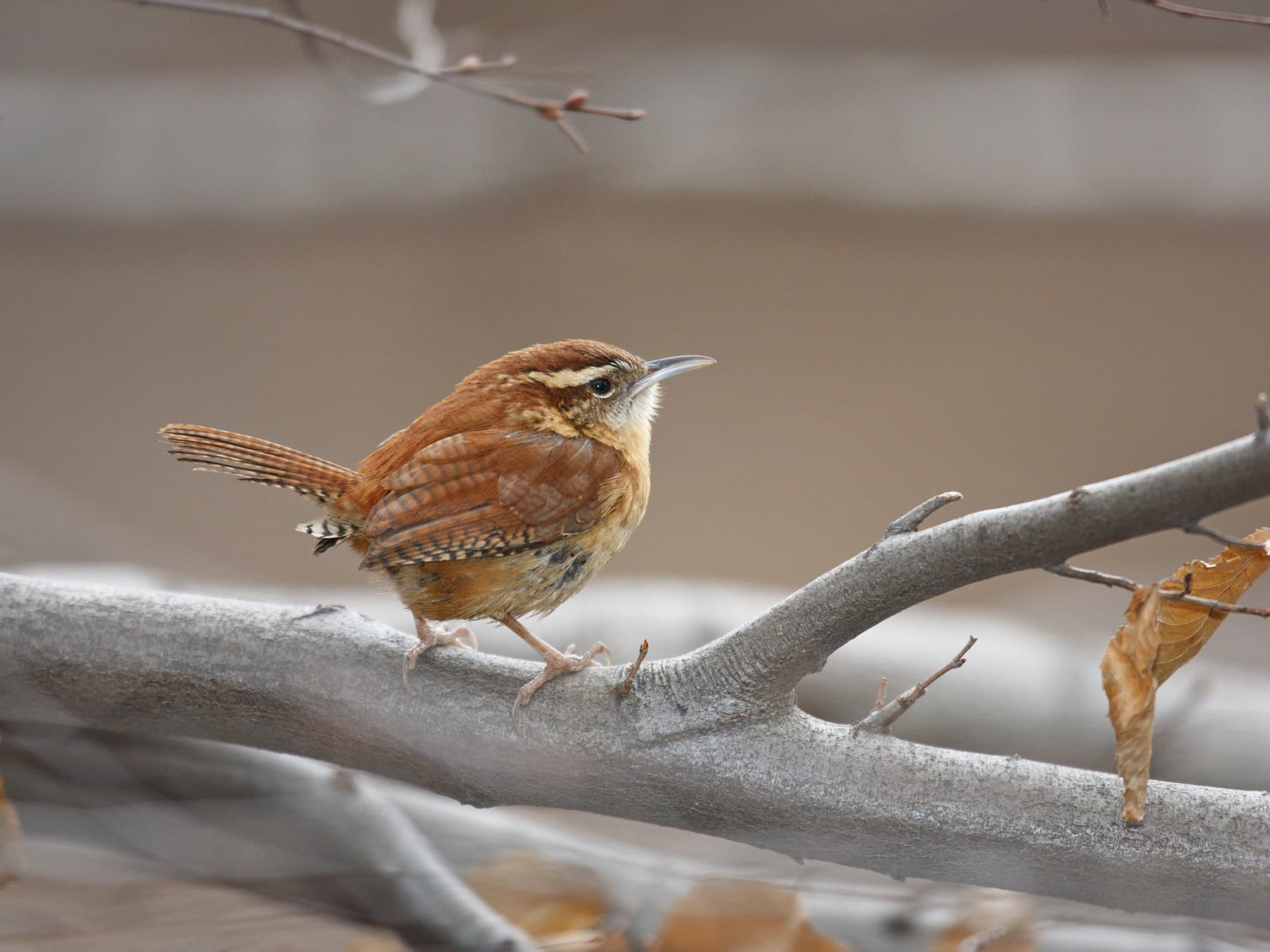 Carolina wren perched