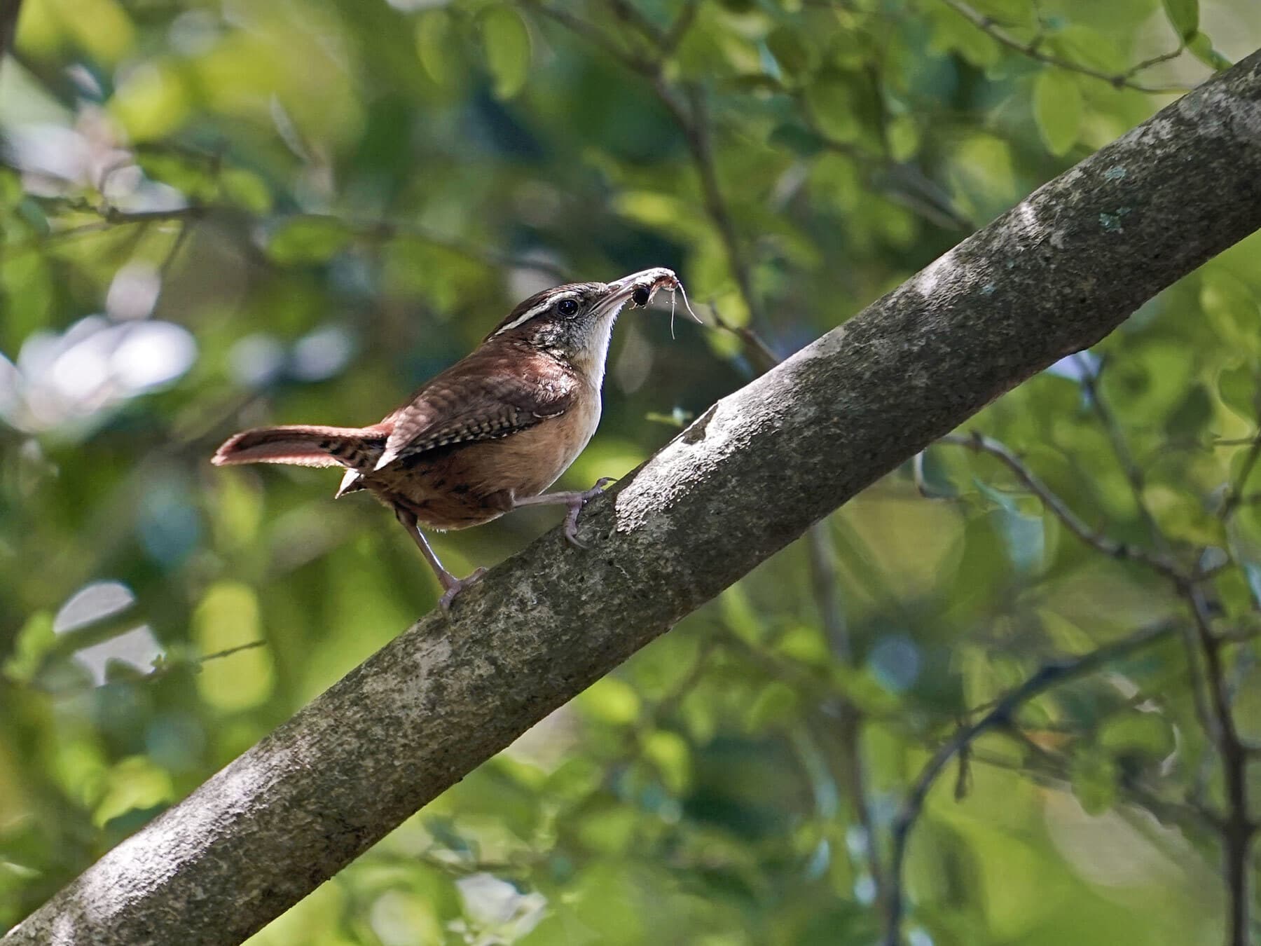 Carolina wren with insect