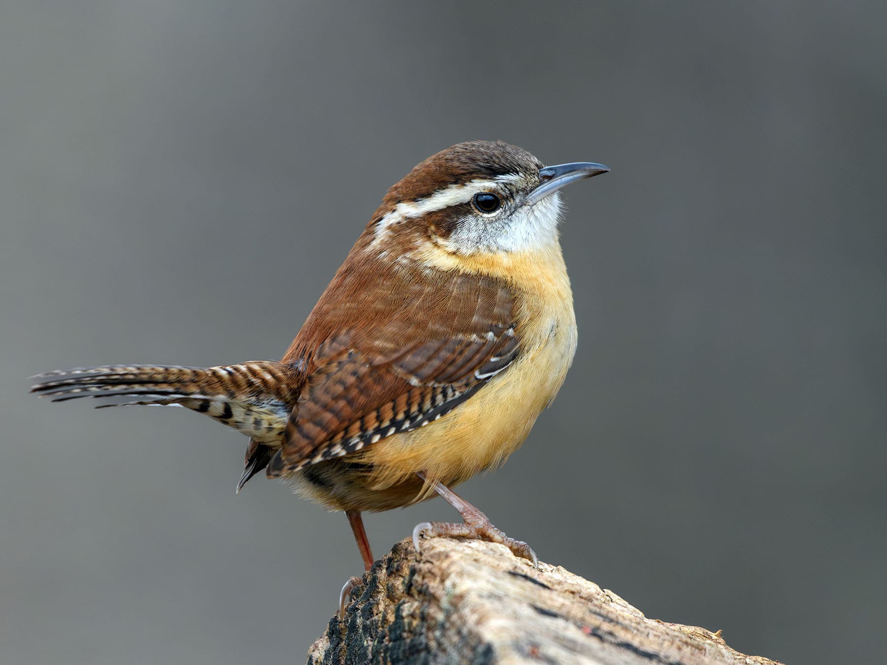 Carolina Wren