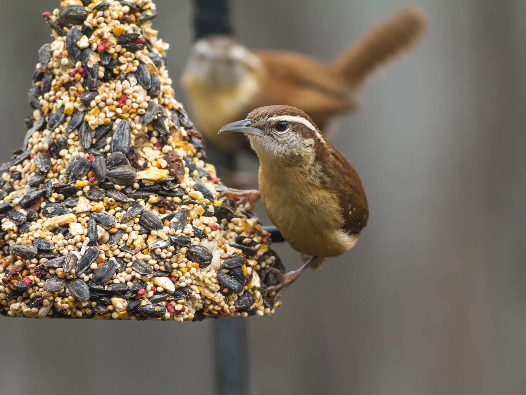 Carolina wrens eating