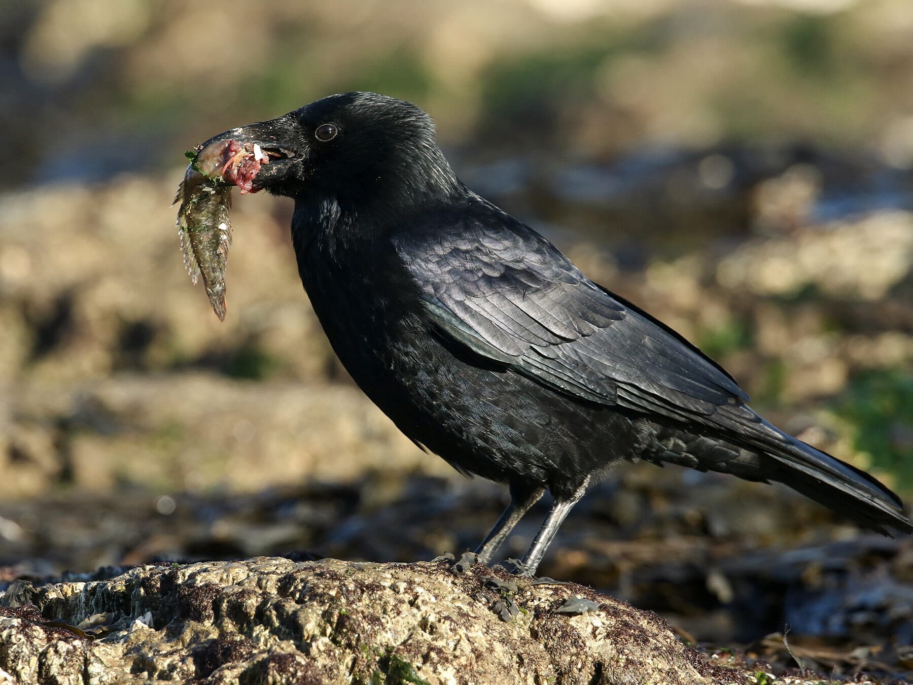 A Carrion Crow on the shore with a small fish in its bill